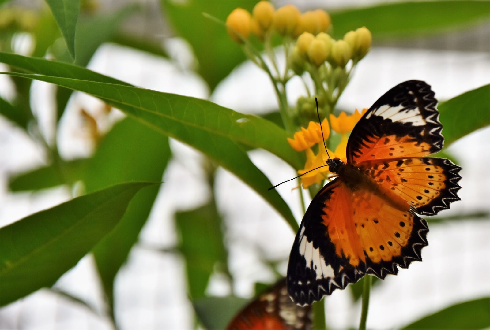 Nikon D7200 sample photo. Painted lady, butterfly, tropical photography