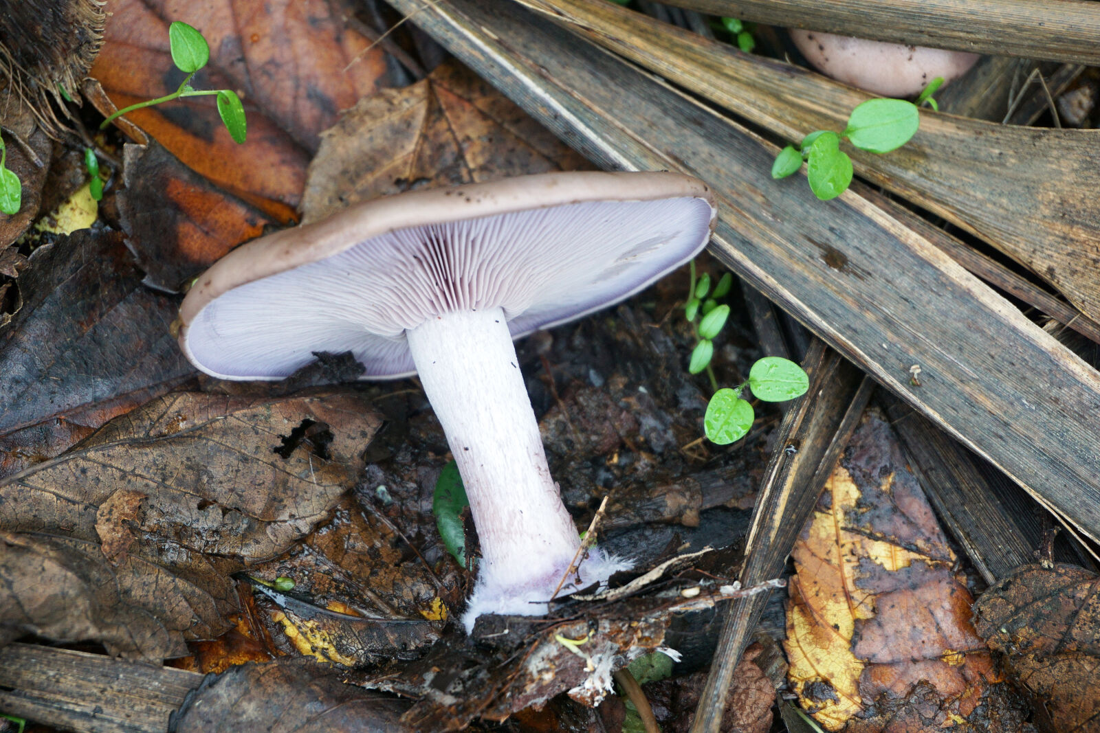 Sony a6000 sample photo. Automne, bois, champignon, humidite photography