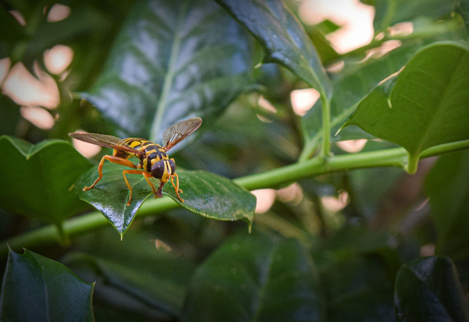 Nikon D5300 sample photo. Hornet, insect, nature photography