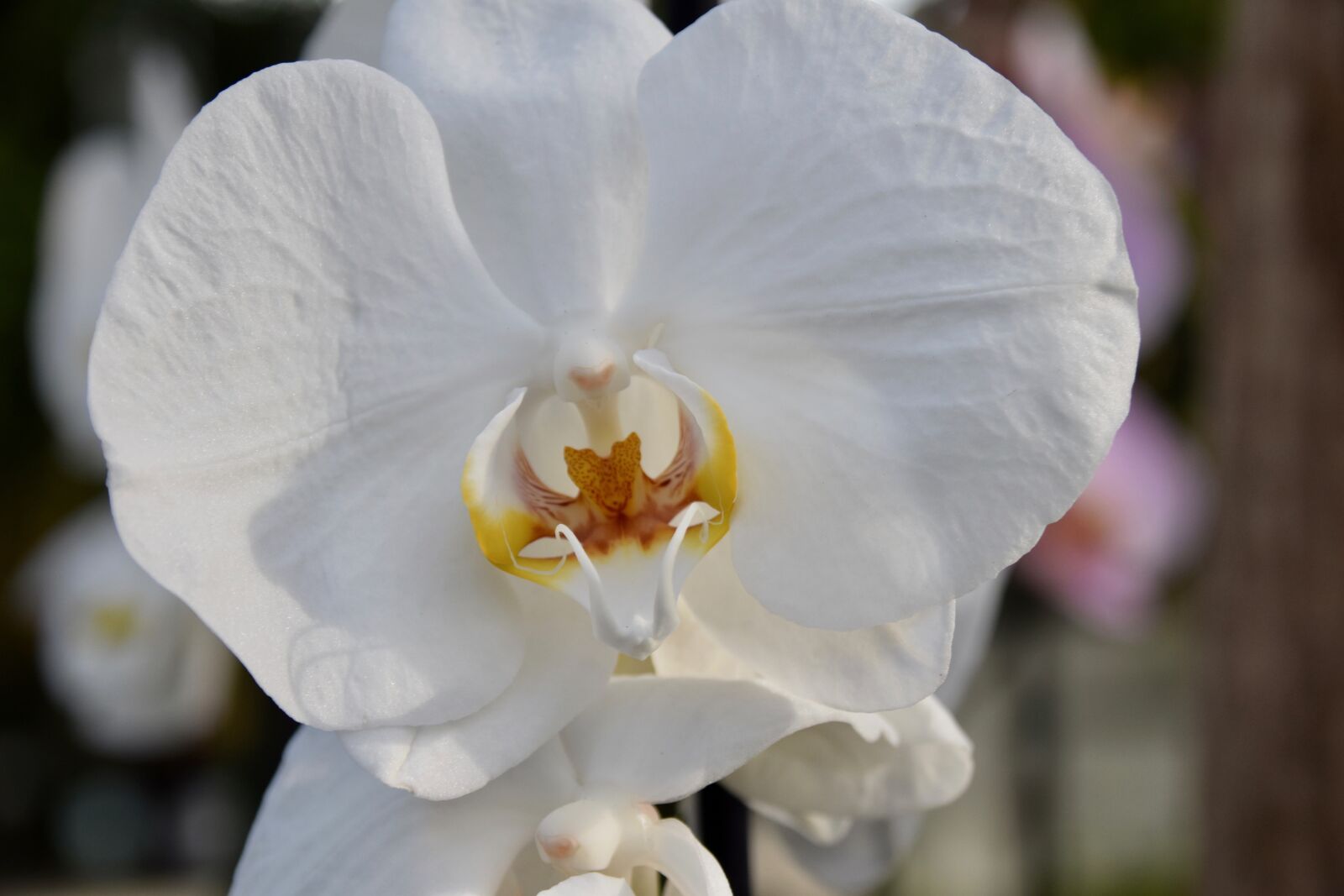 Nikon D5600 sample photo. Flower, orchid, white flowers photography