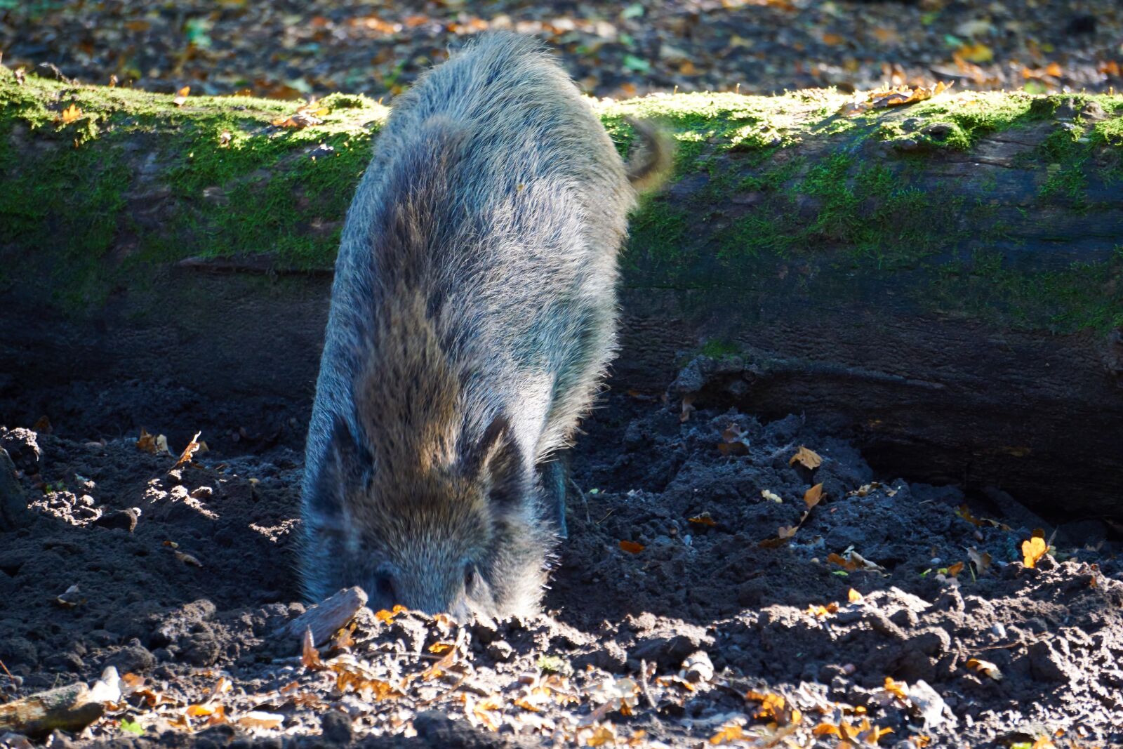 Sony a6000 sample photo. Boar, wild boar, forest photography