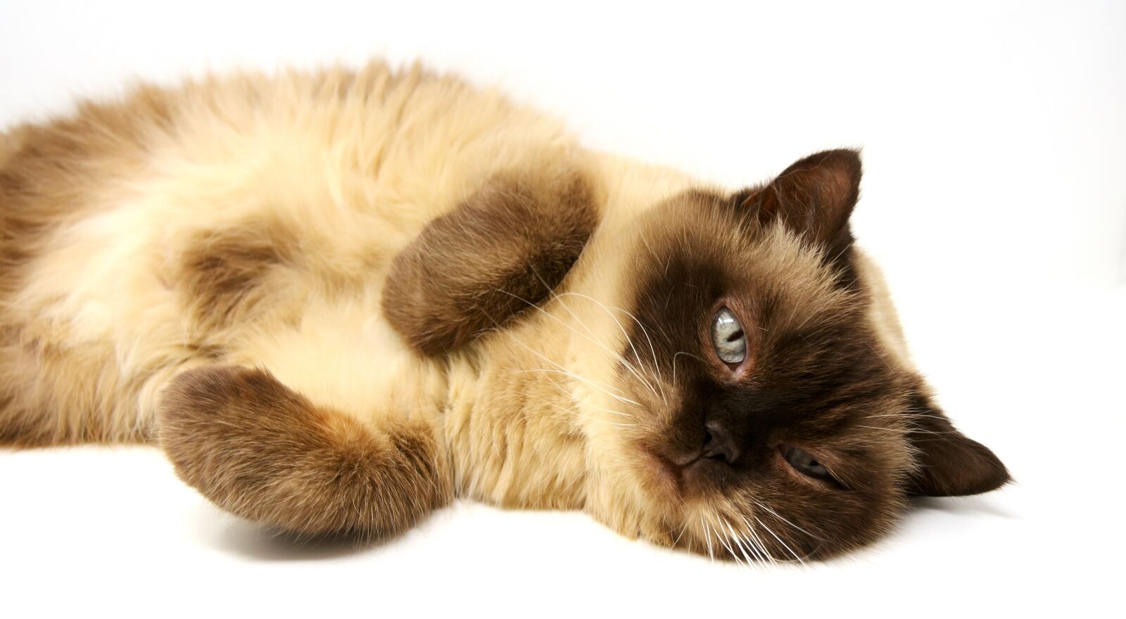 Nikon D7200 sample photo. British shorthair, cat, pet photography