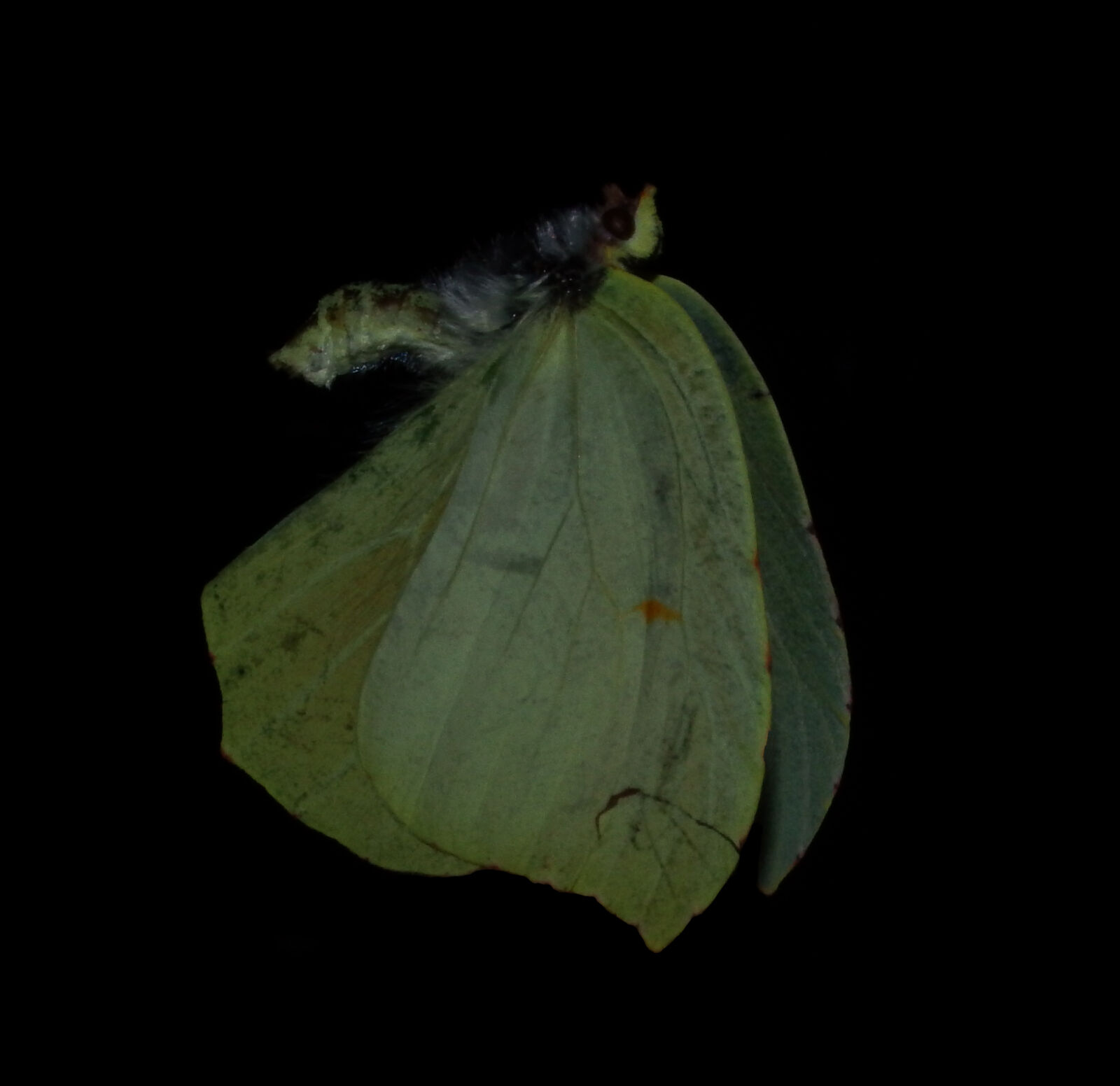 Fujifilm FinePix S1 sample photo. Butterfly, carcass, dead, insect photography