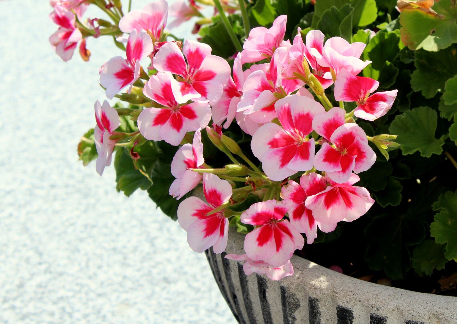 Canon EOS 1200D (EOS Rebel T5 / EOS Kiss X70 / EOS Hi) sample photo. Geranium, flowers, plants photography