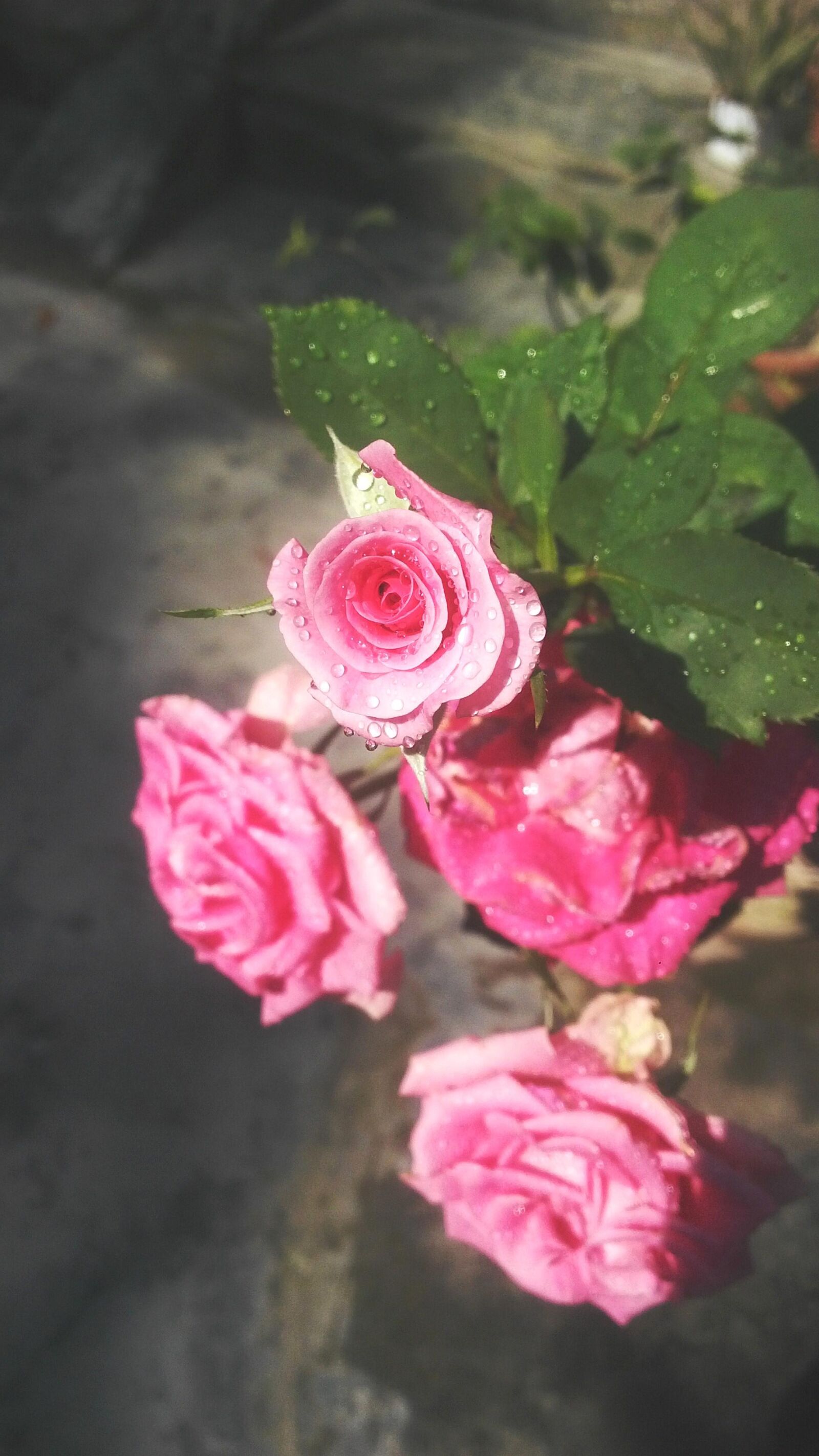 BlackBerry Z10 sample photo. Flower, flora, nature photography