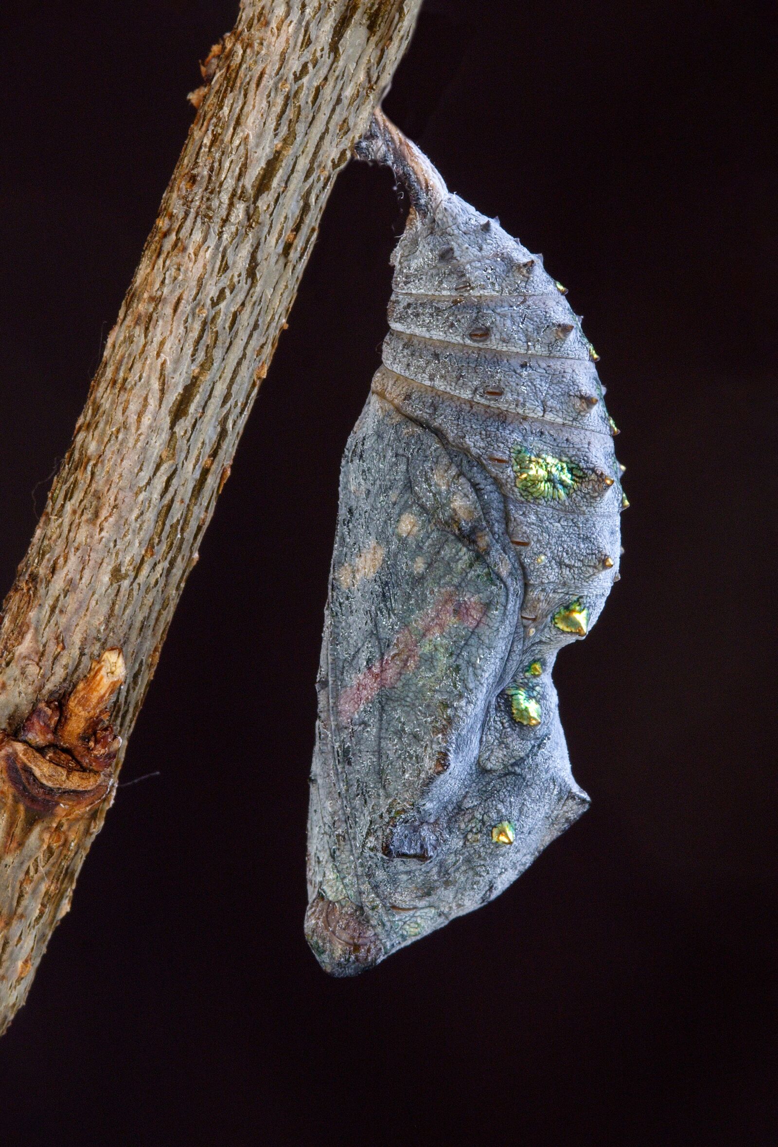 Canon EOS 350D (EOS Digital Rebel XT / EOS Kiss Digital N) sample photo. Red admiral, pupa, cocoon photography