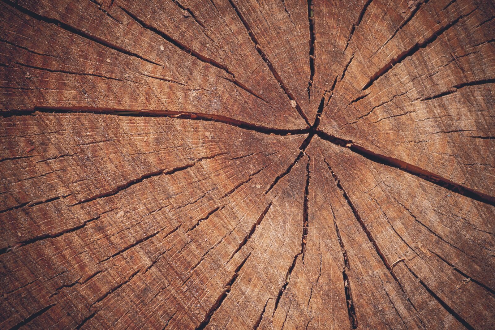 Sony a7 sample photo. Tree, tree trunk, macro photography