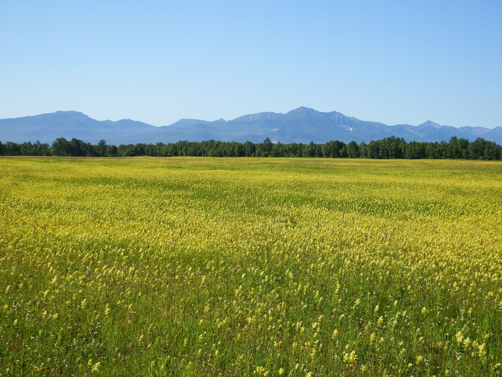 Fujifilm FinePix S1 sample photo. Field, meadow, glade photography