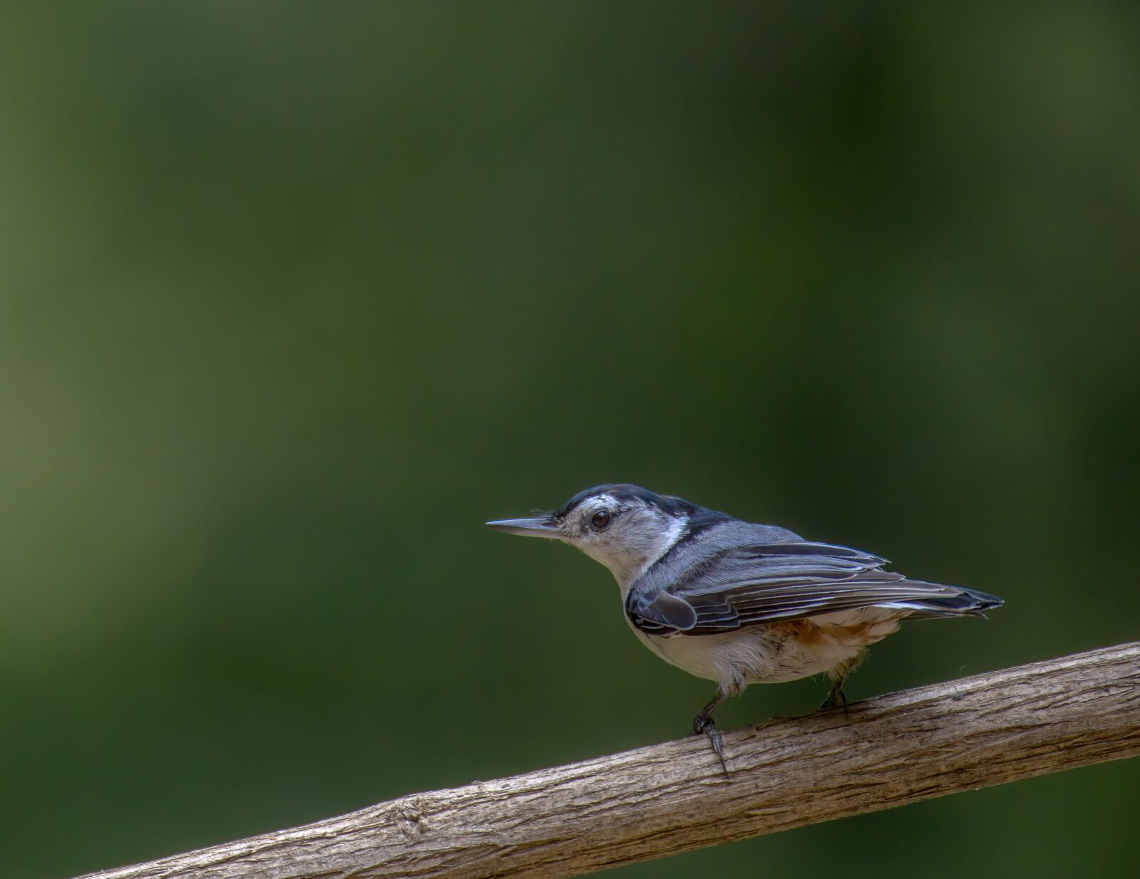 Canon EF 100-400mm F4.5-5.6L IS USM sample photo. Nuthatch, bird, blueish photography