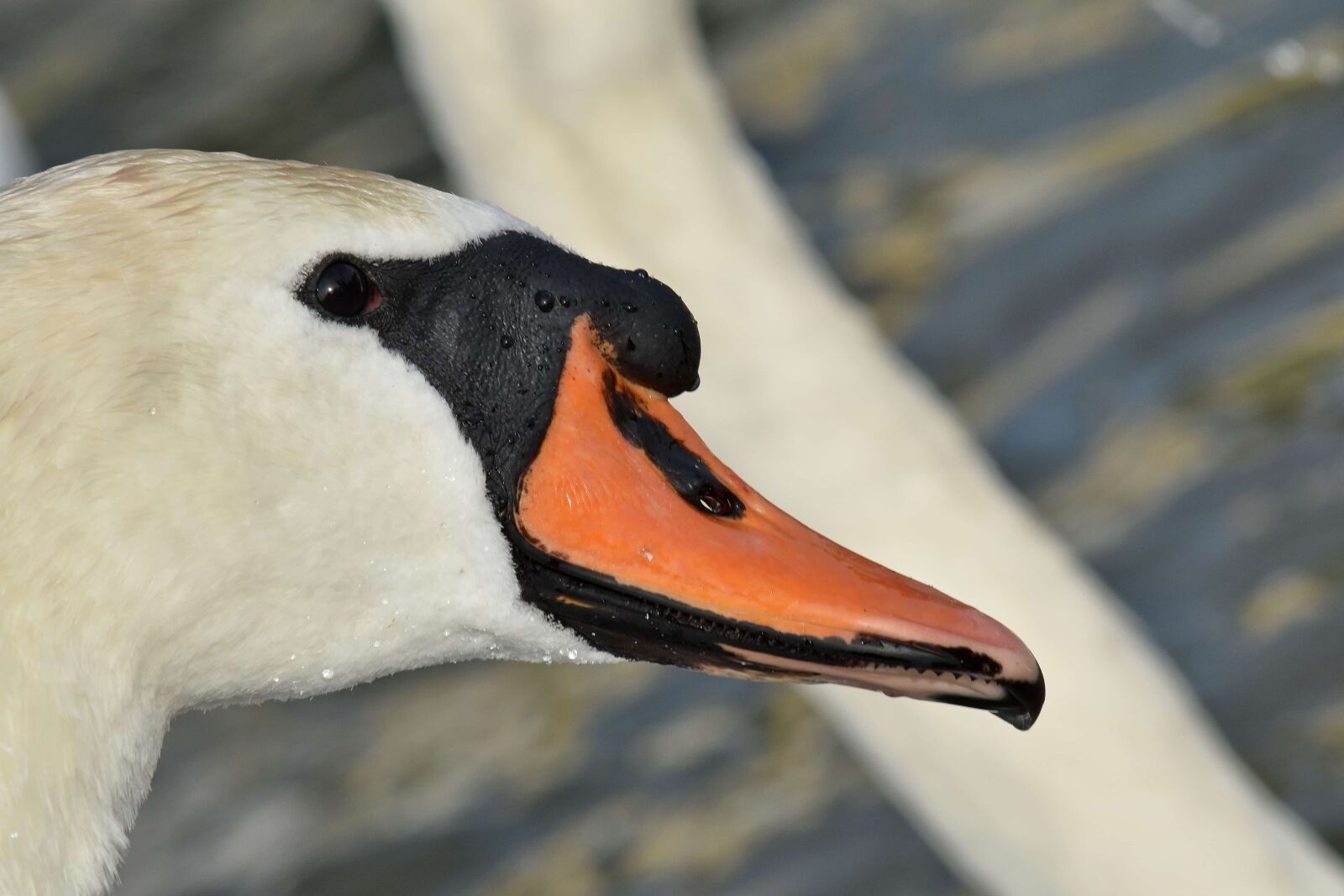 Nikon D5500 sample photo. Head, looking, skin, swan photography