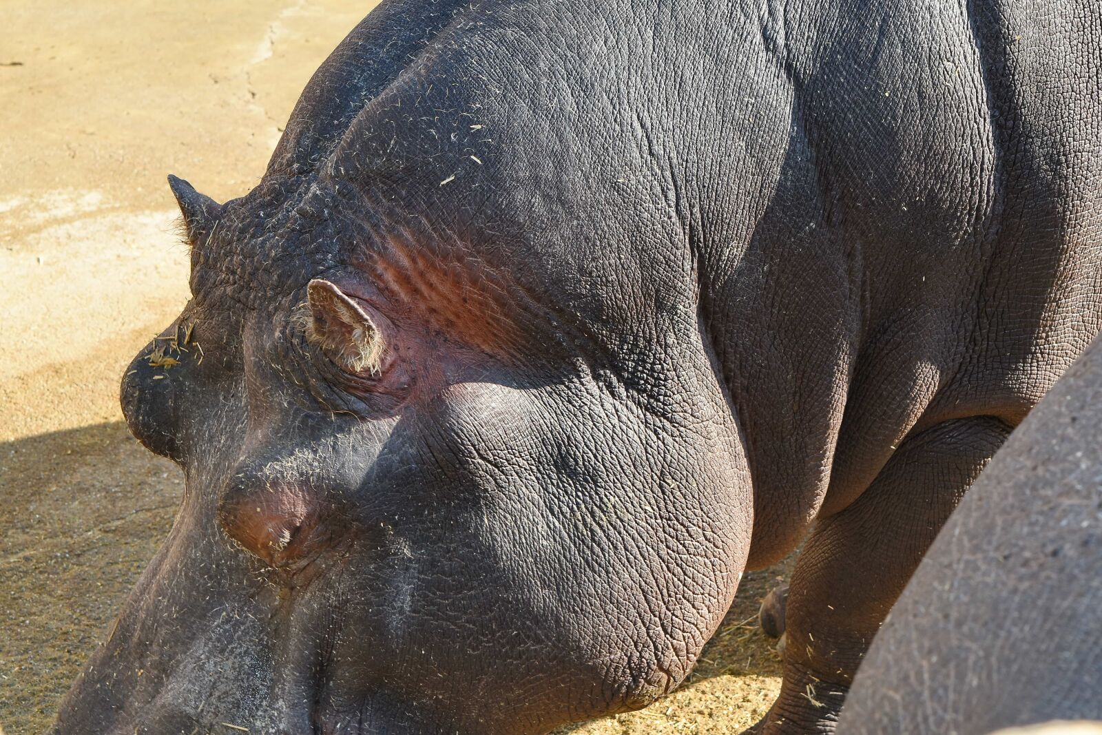 Nikon D5500 sample photo. Wildlife, nature, animal, hippopotamus photography