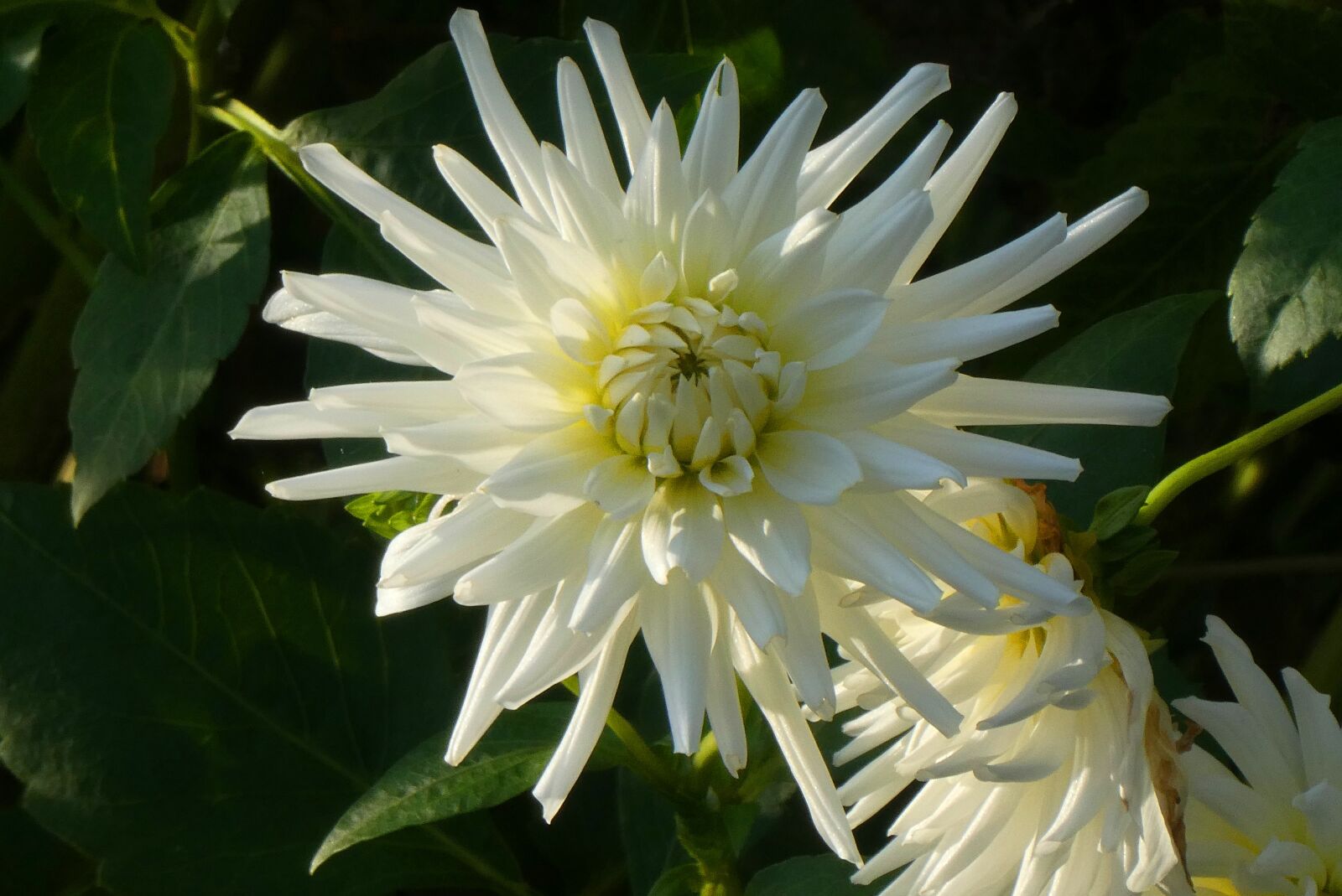 Panasonic Lumix DC-ZS70 (Lumix DC-TZ90) sample photo. The white chrysanthemum, flower photography