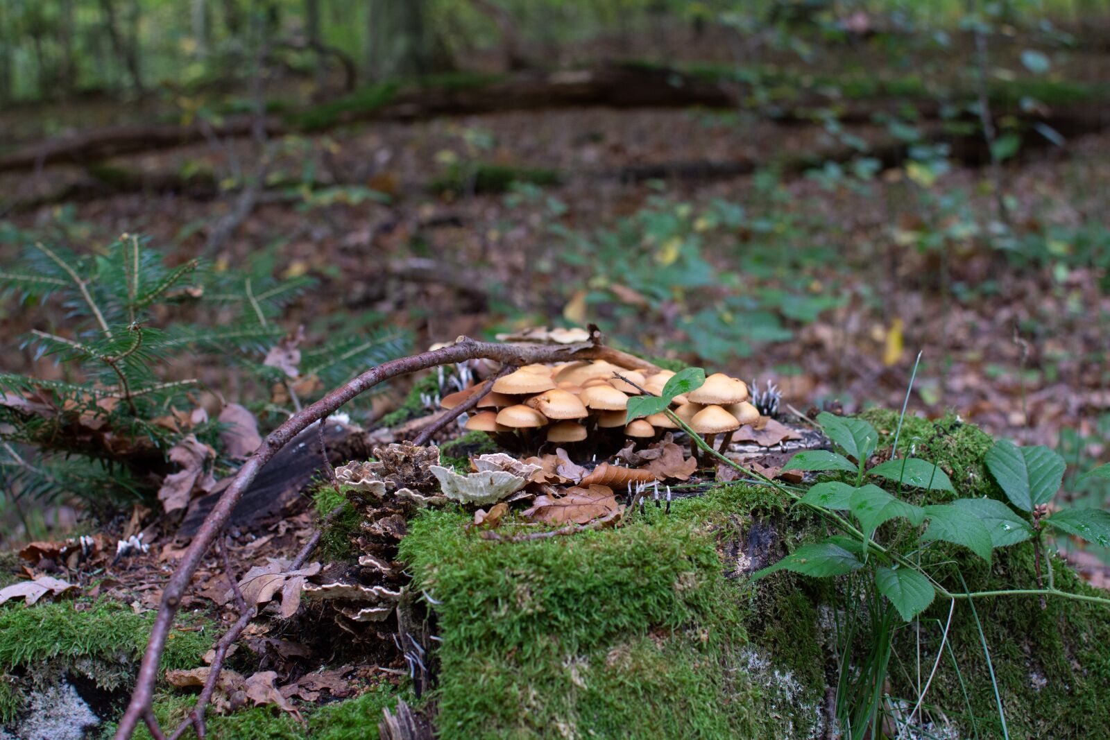 Nikon D7200 sample photo. Mushrooms, forest, discovered photography