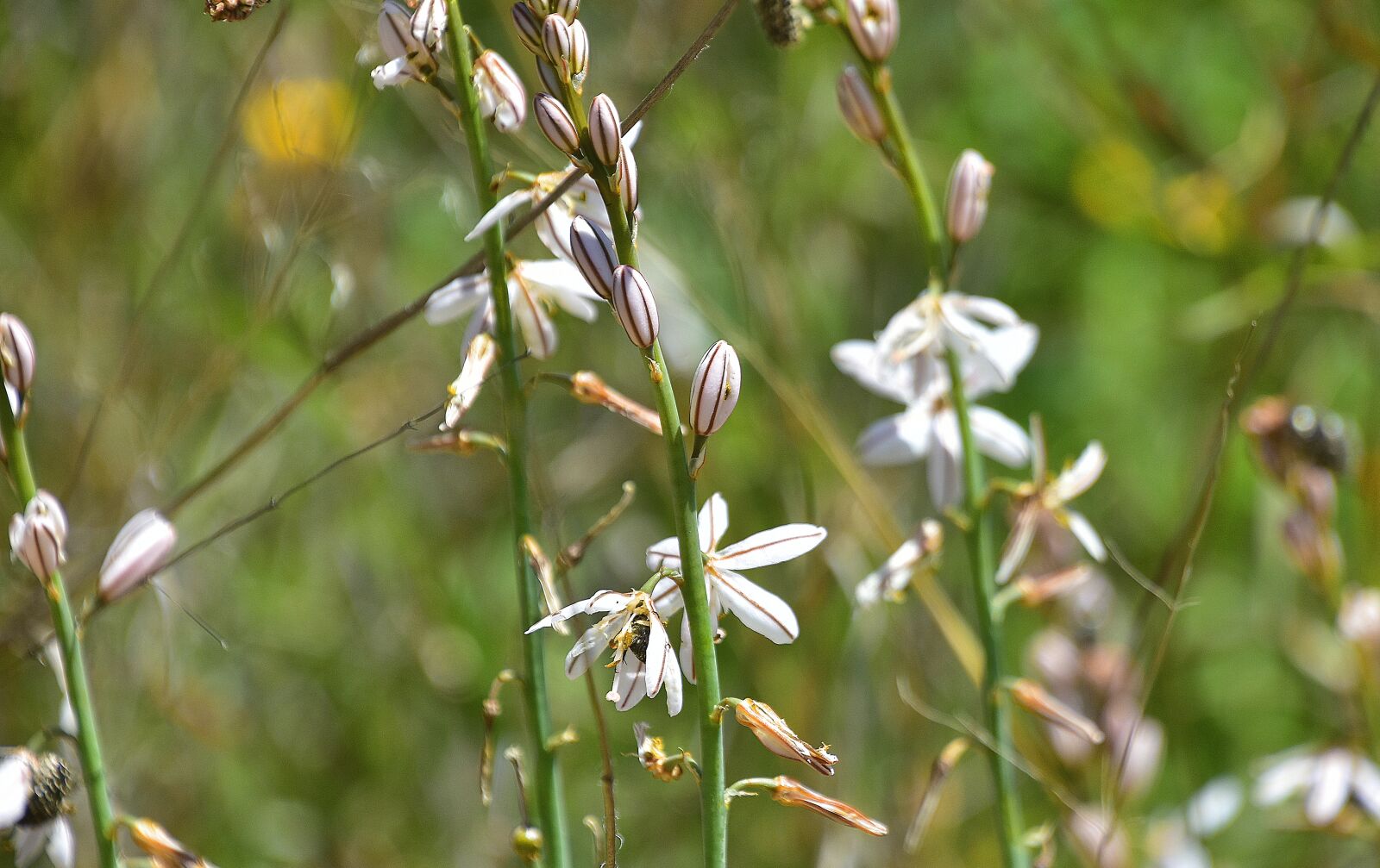 Nikon D7200 sample photo. Nature, flower, outdoors photography