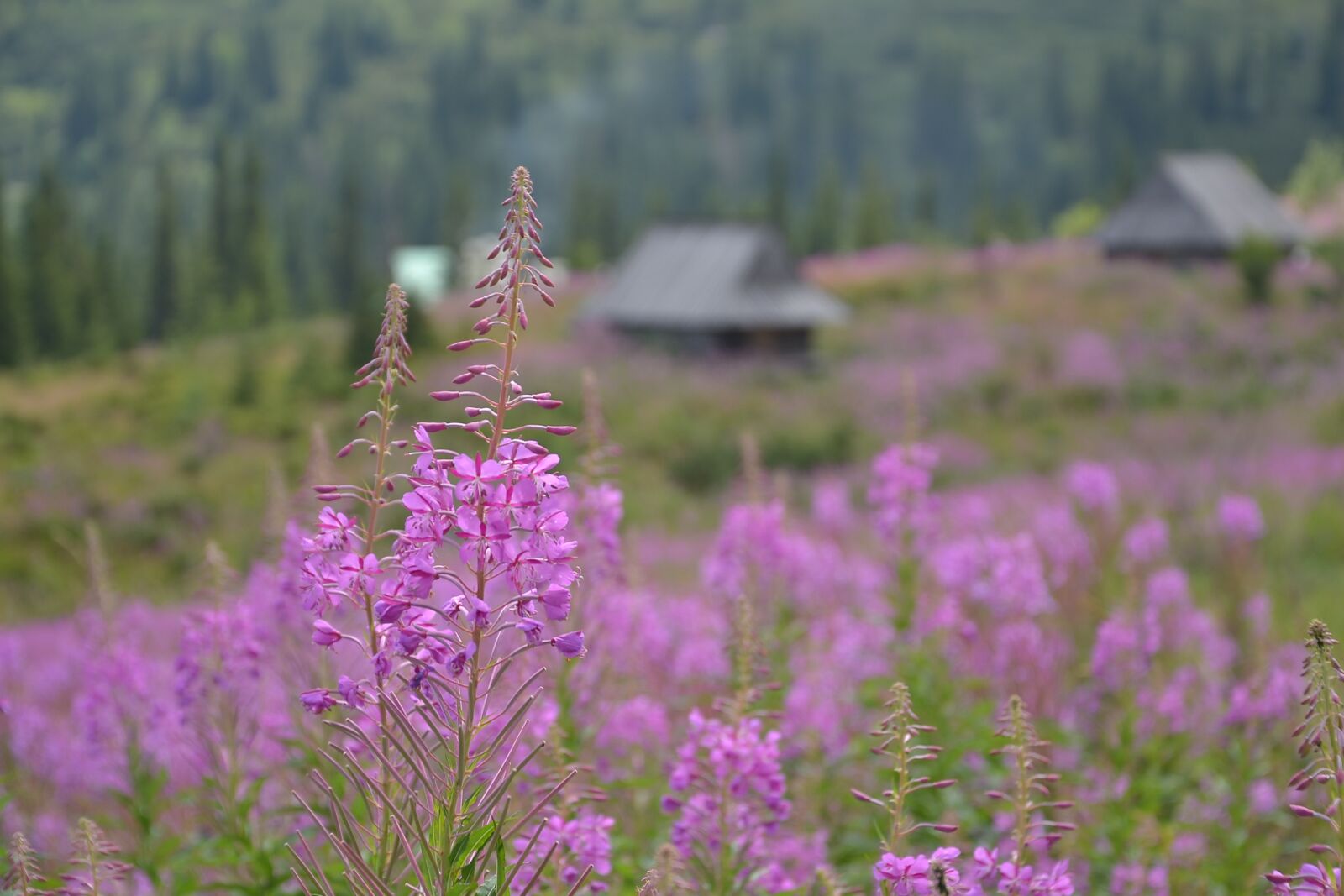 Nikon D3100 sample photo. Buried, mountains, hala g photography