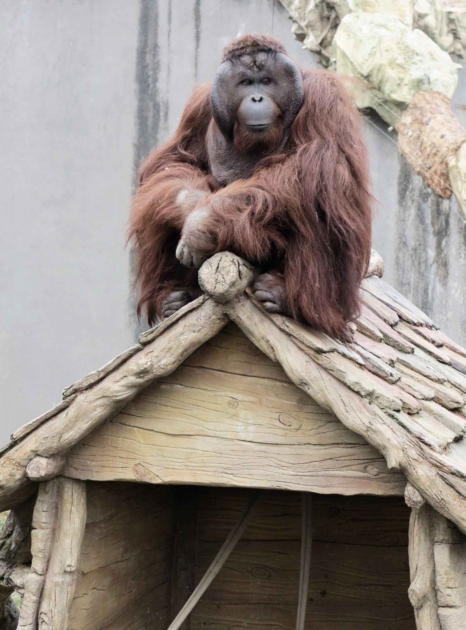 Canon PowerShot G1 X sample photo. Orangutan, animal, primates photography