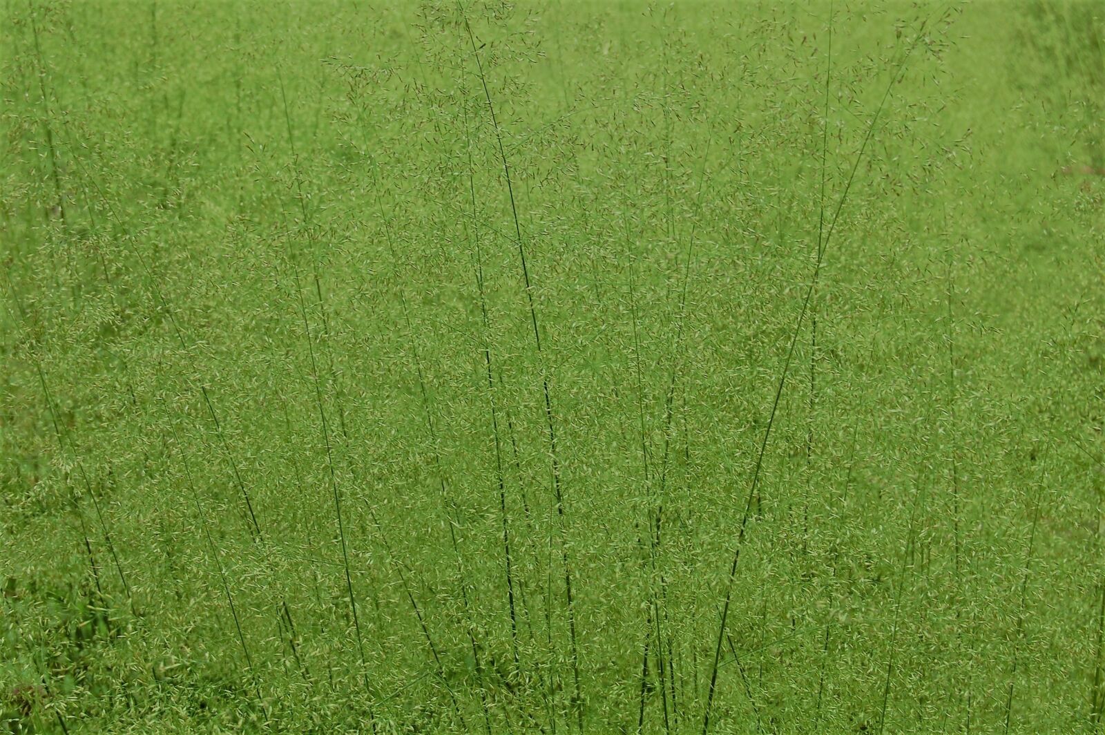Nikon D40 sample photo. Grass, green, grasses photography