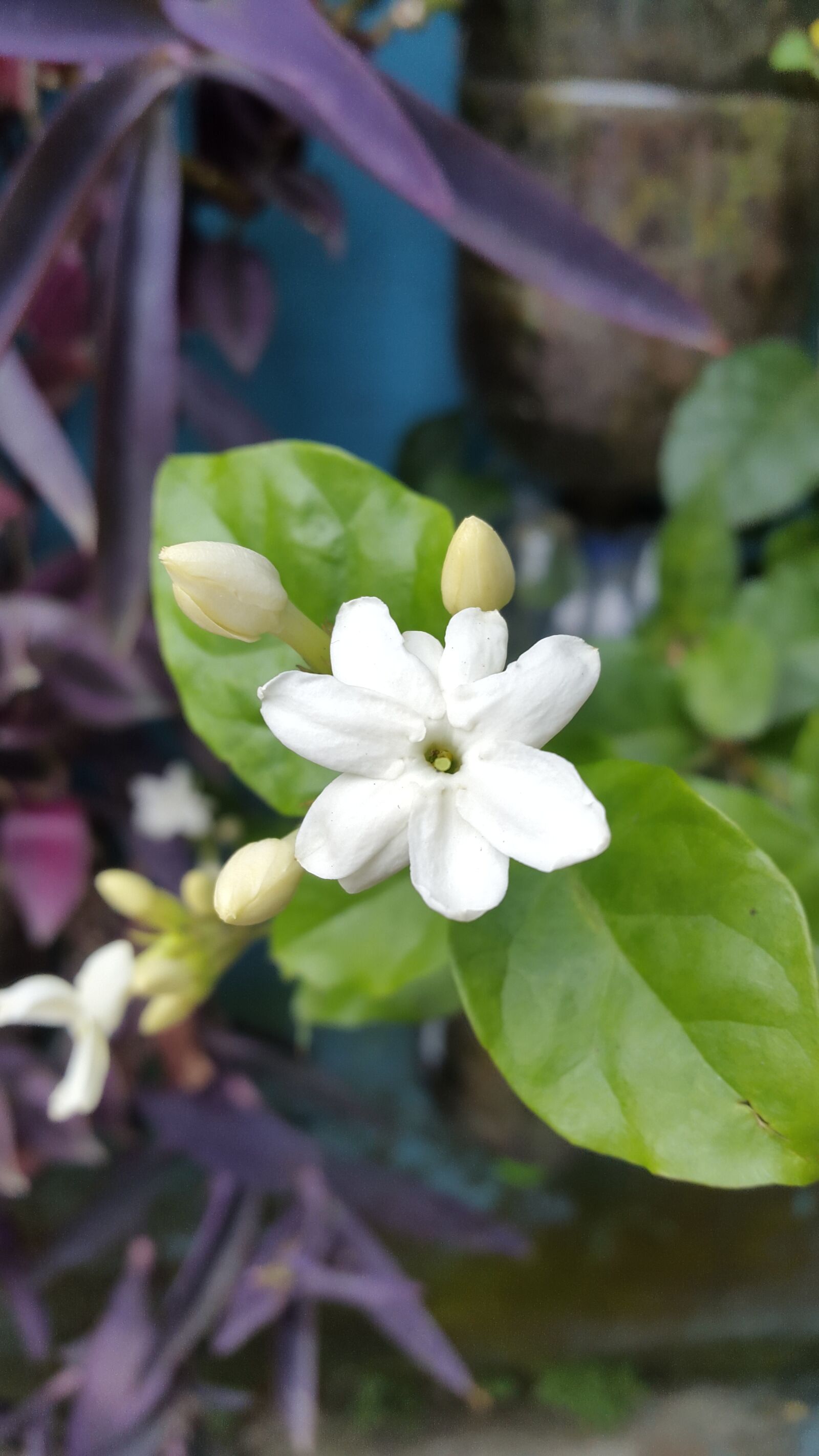 Samsung Galaxy S5 sample photo. Flower, jasmine, plant photography