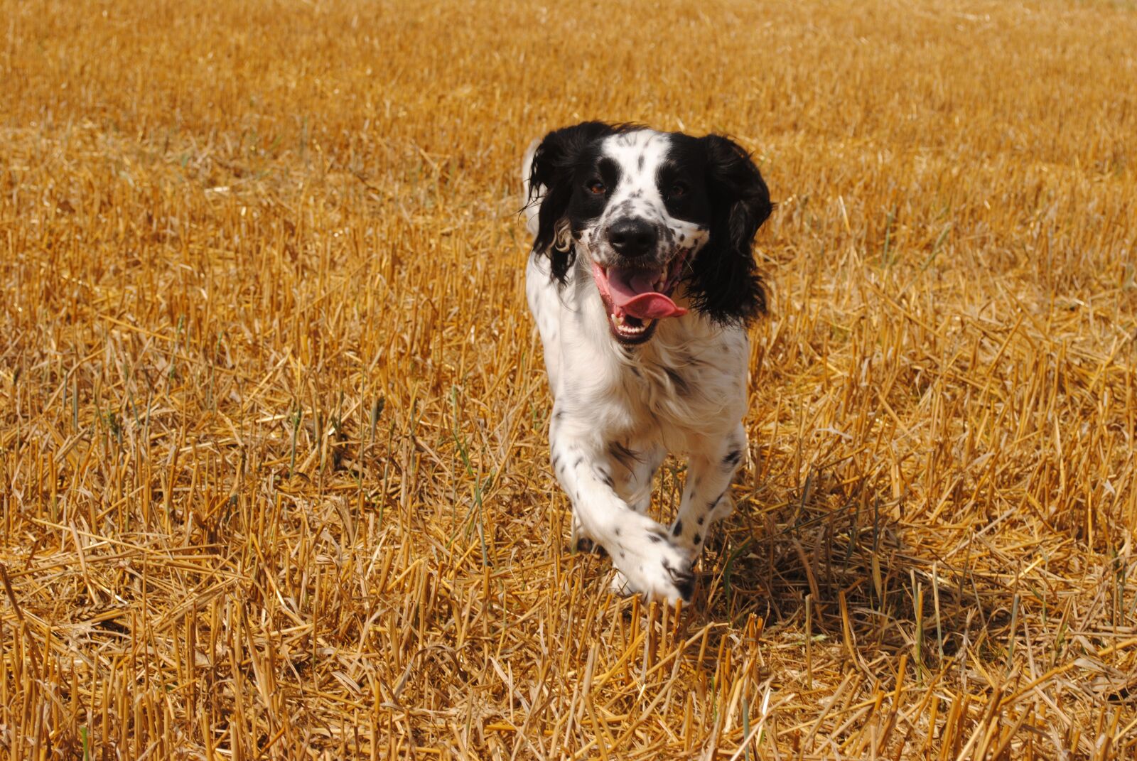 Nikon D3000 sample photo. Hunting, dog, spaniel photography