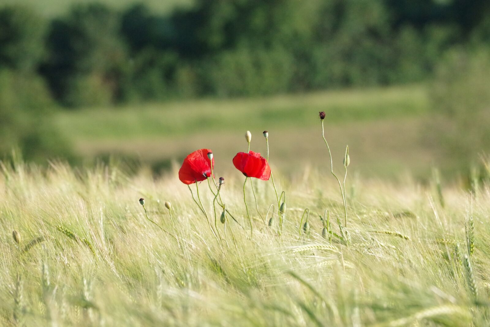 Pentax K-70 sample photo. Poppy, barley field, nature photography