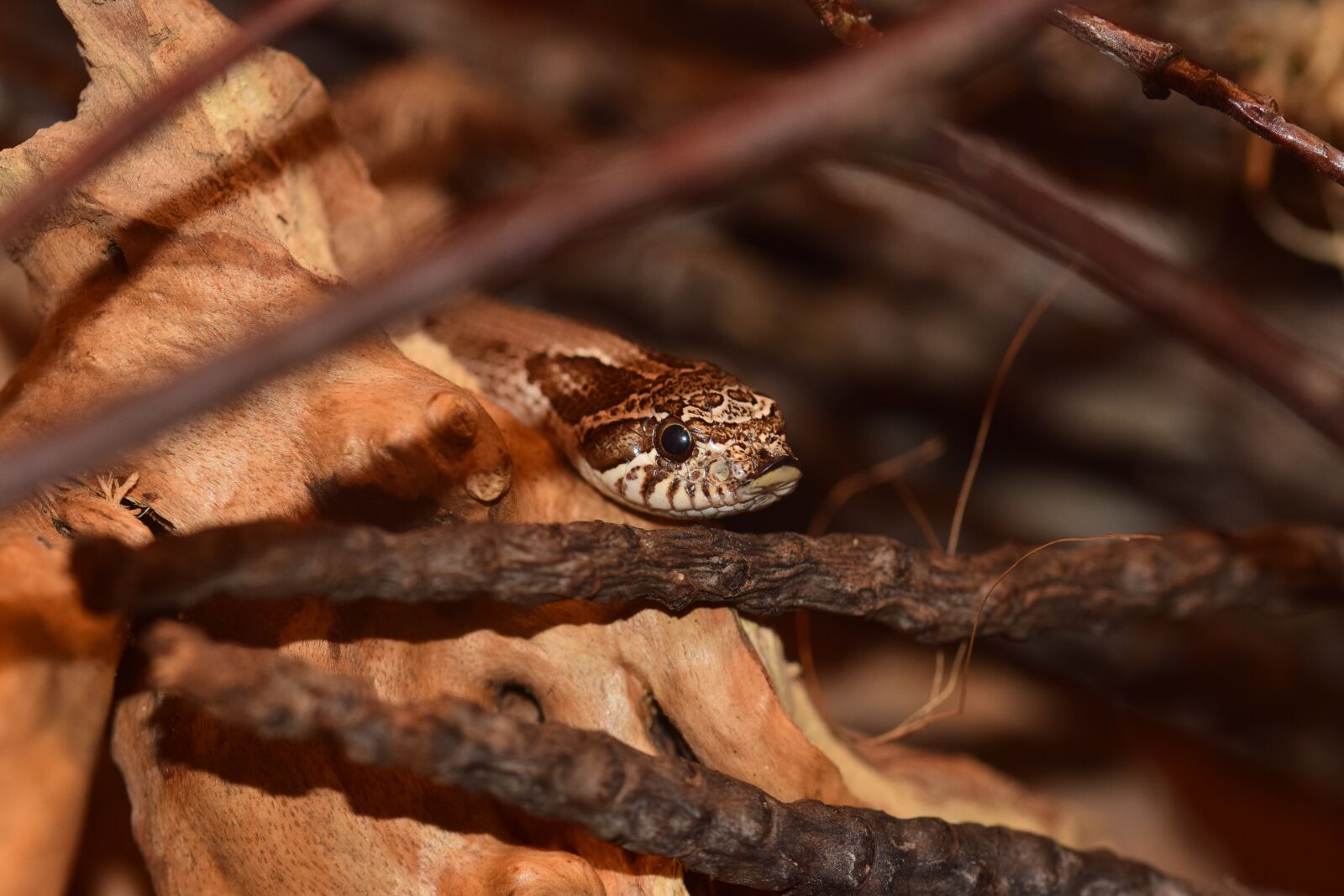 Nikon D5300 sample photo. Hooknose natter, snake, slightly photography