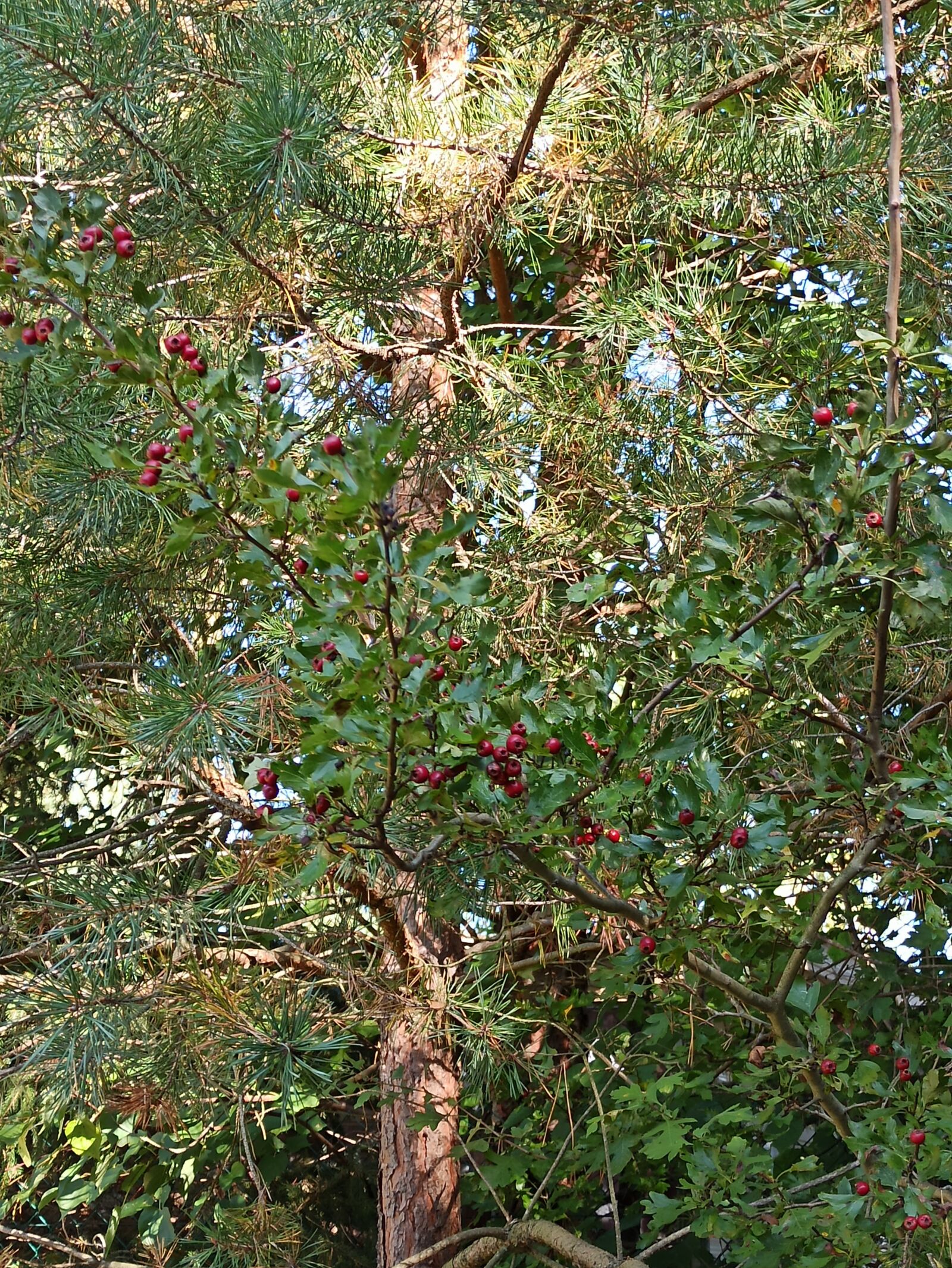 Xiaomi Redmi Note 8 Pro sample photo. Crataegus, tree photography