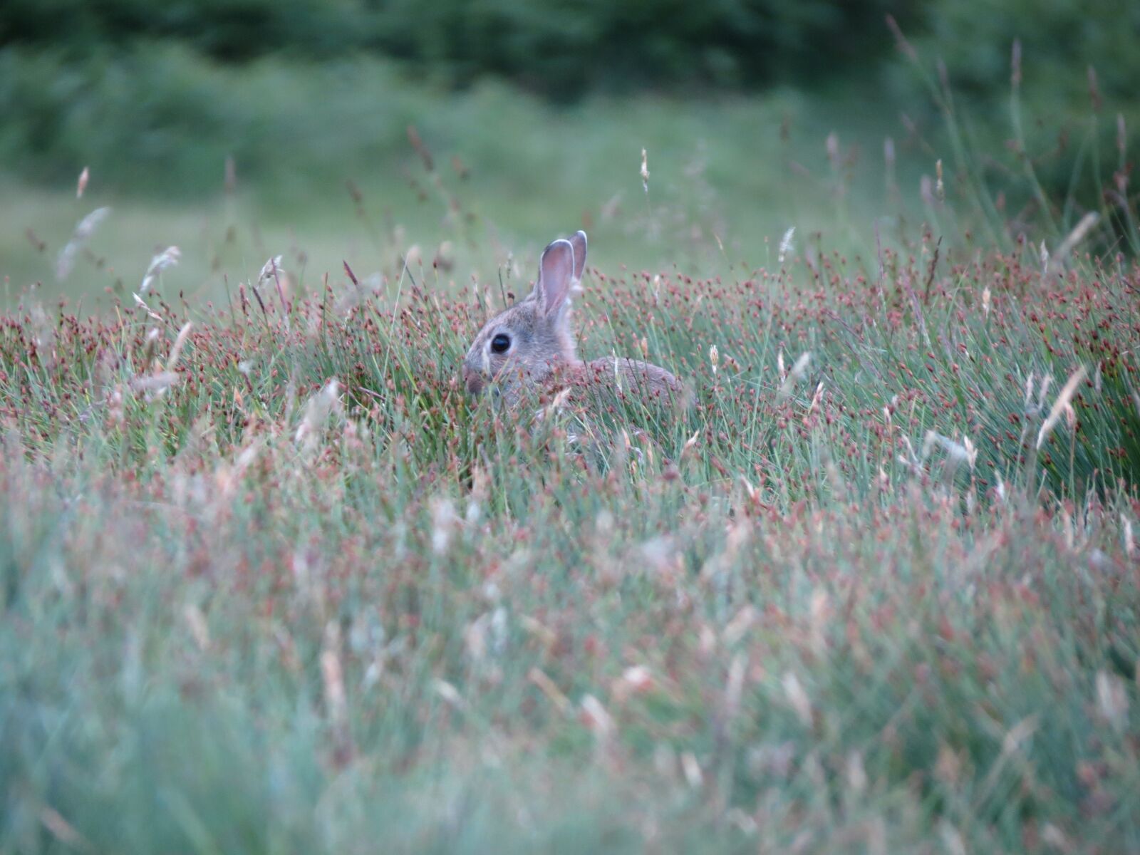 Canon PowerShot SX40 HS sample photo. Nature, hare, grass photography