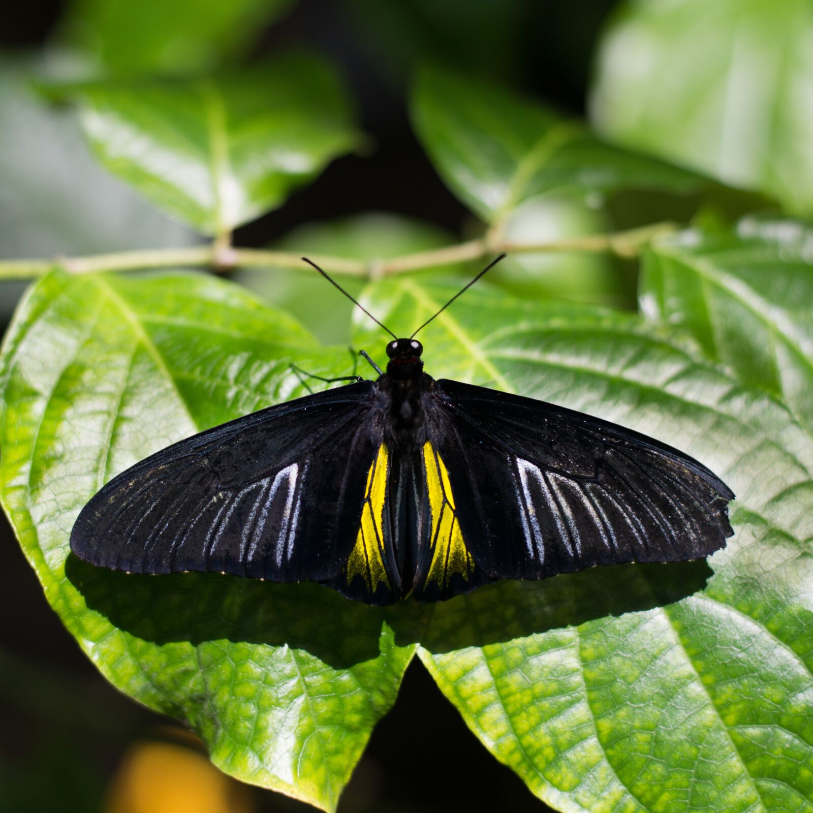 Nikon D610 sample photo. Butterfly, insect, nature photography