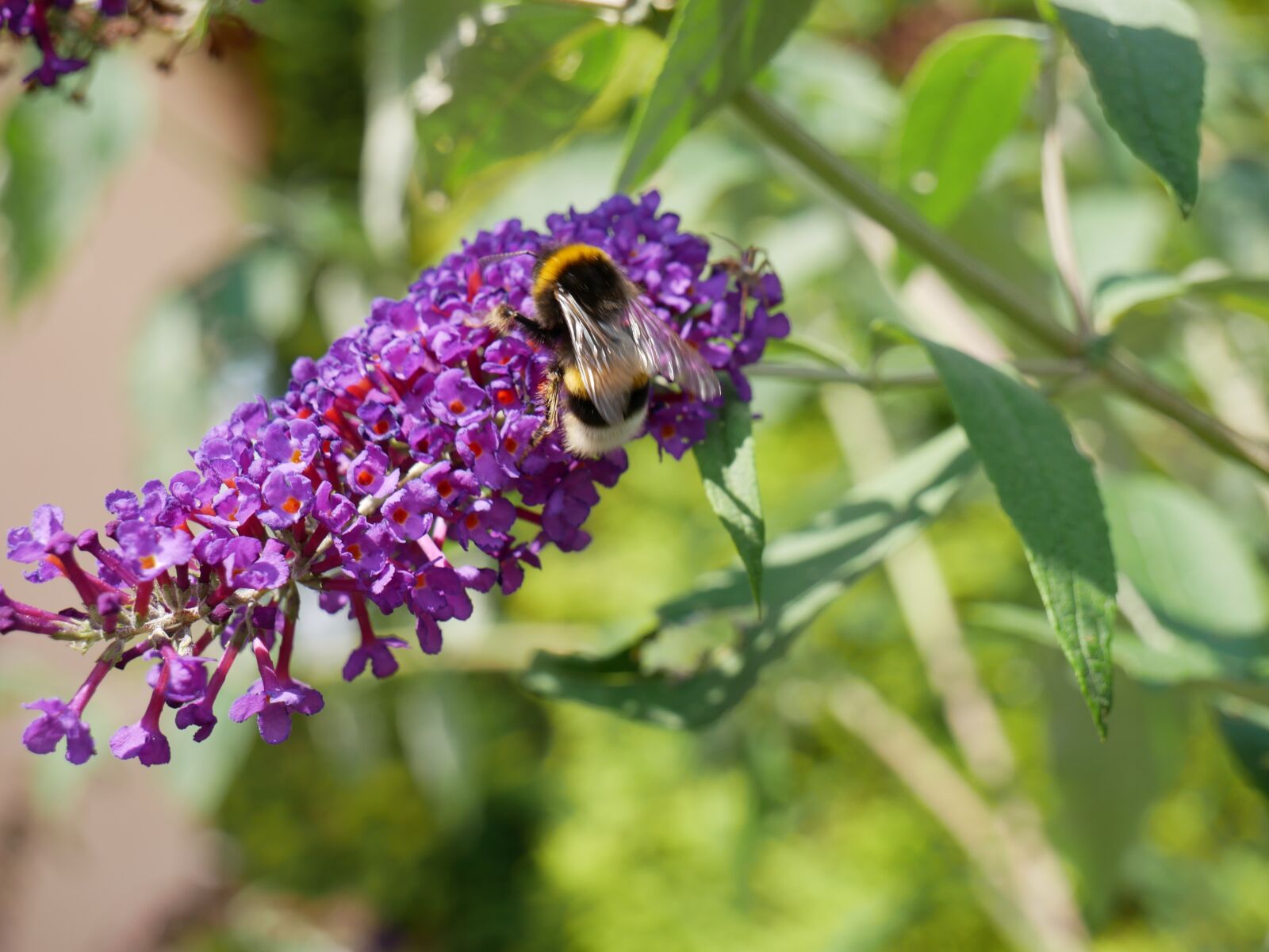 Panasonic Lumix DMC-G85 (Lumix DMC-G80) sample photo. Bumble-bee, flower, nature photography
