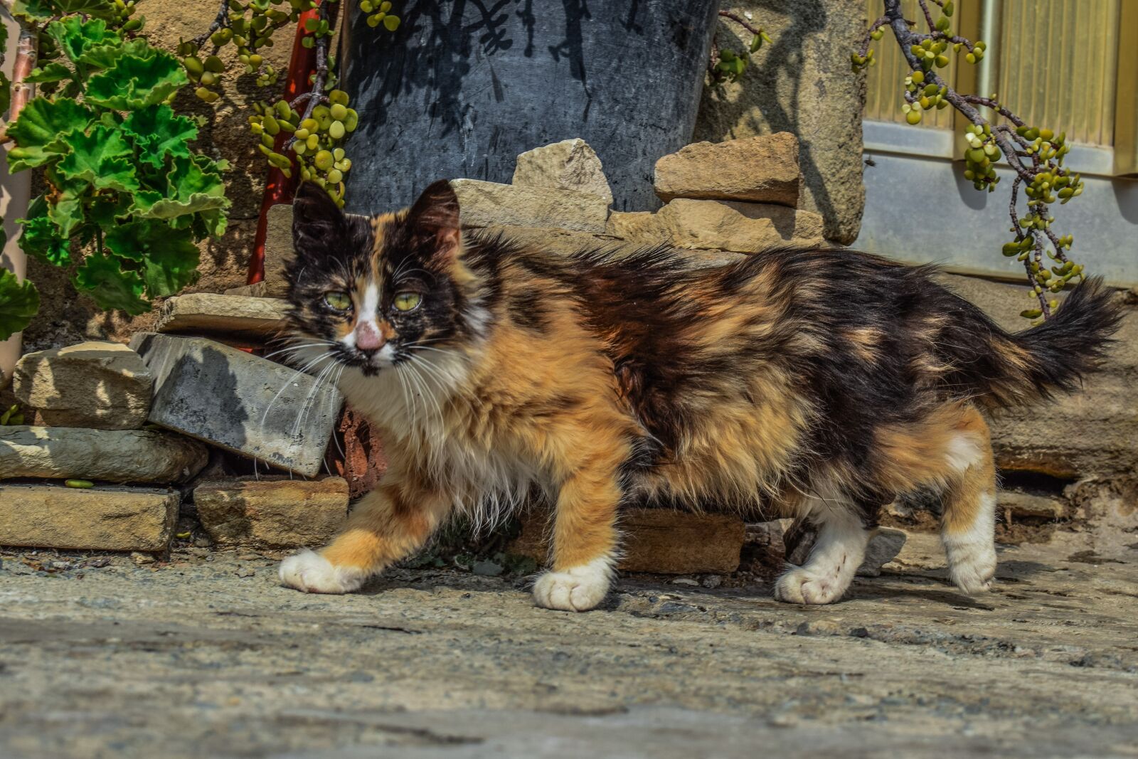 Nikon D3300 sample photo. Cat, stray, street photography