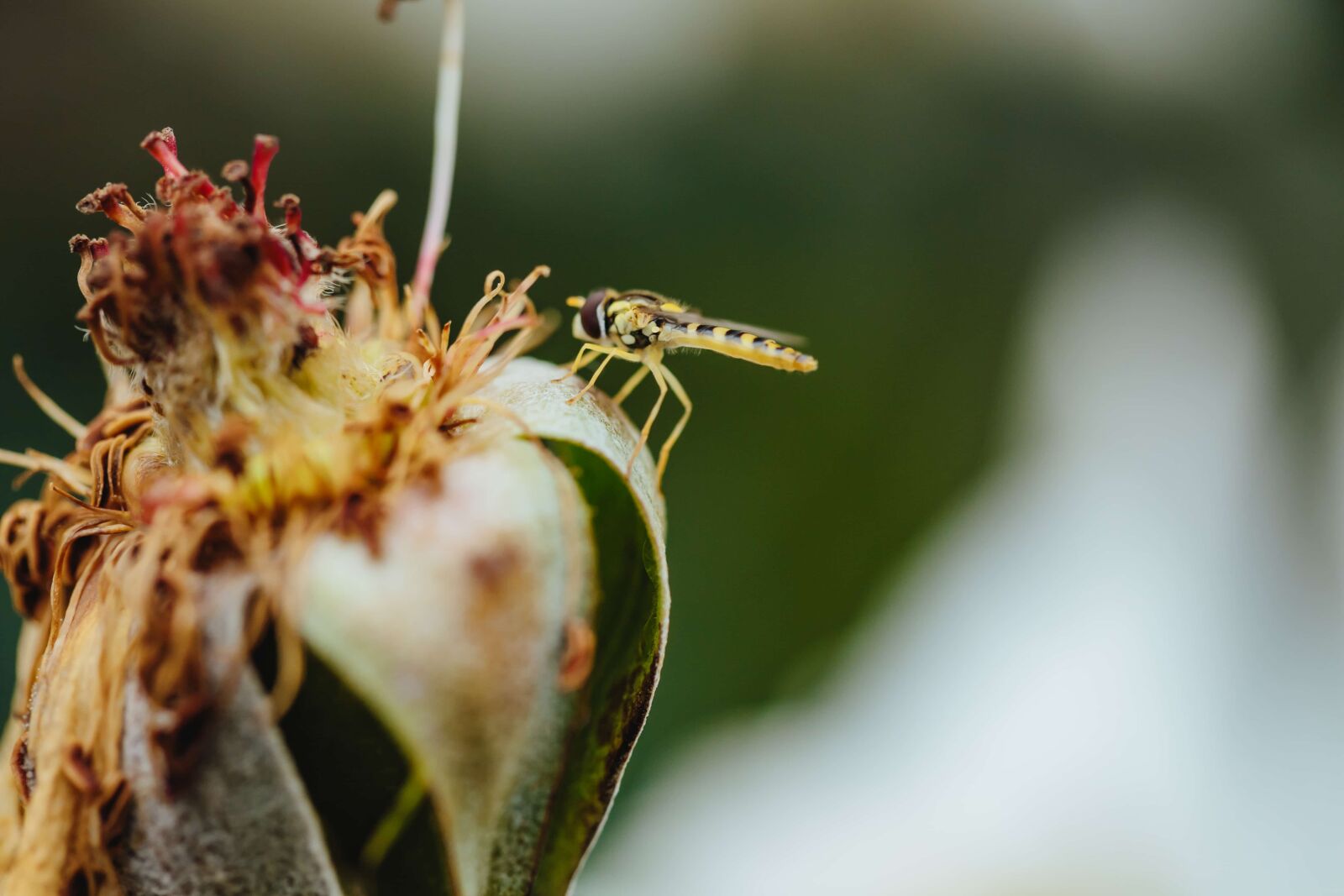 Canon EF 100mm F2.8 Macro USM sample photo. Dry season, flower, focus photography
