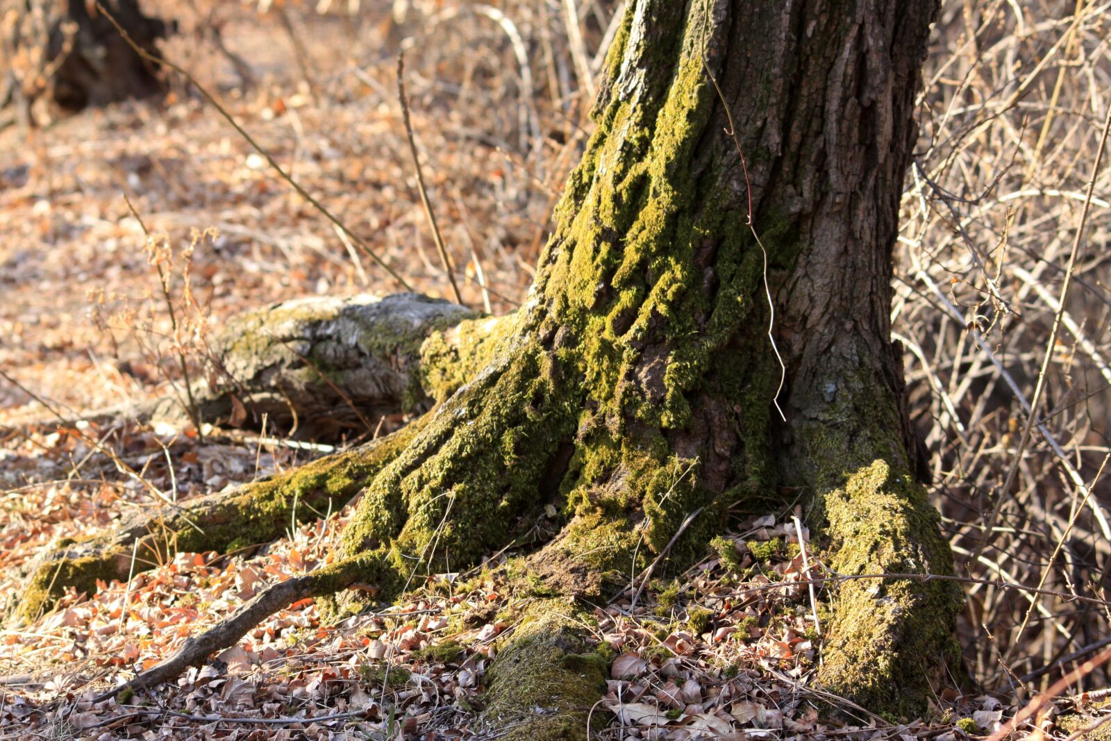 Canon EOS 50D sample photo. Wood, root, moss photography