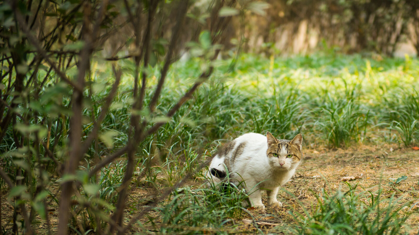 Nikon AF-S Nikkor 24-70mm F2.8G ED sample photo. Angry, cats, green photography