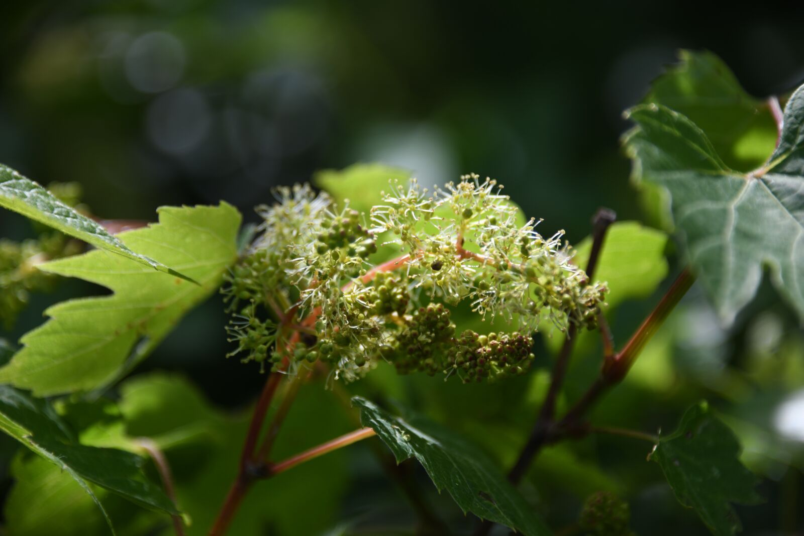 Nikon D850 sample photo. Vine, grape, unripe photography