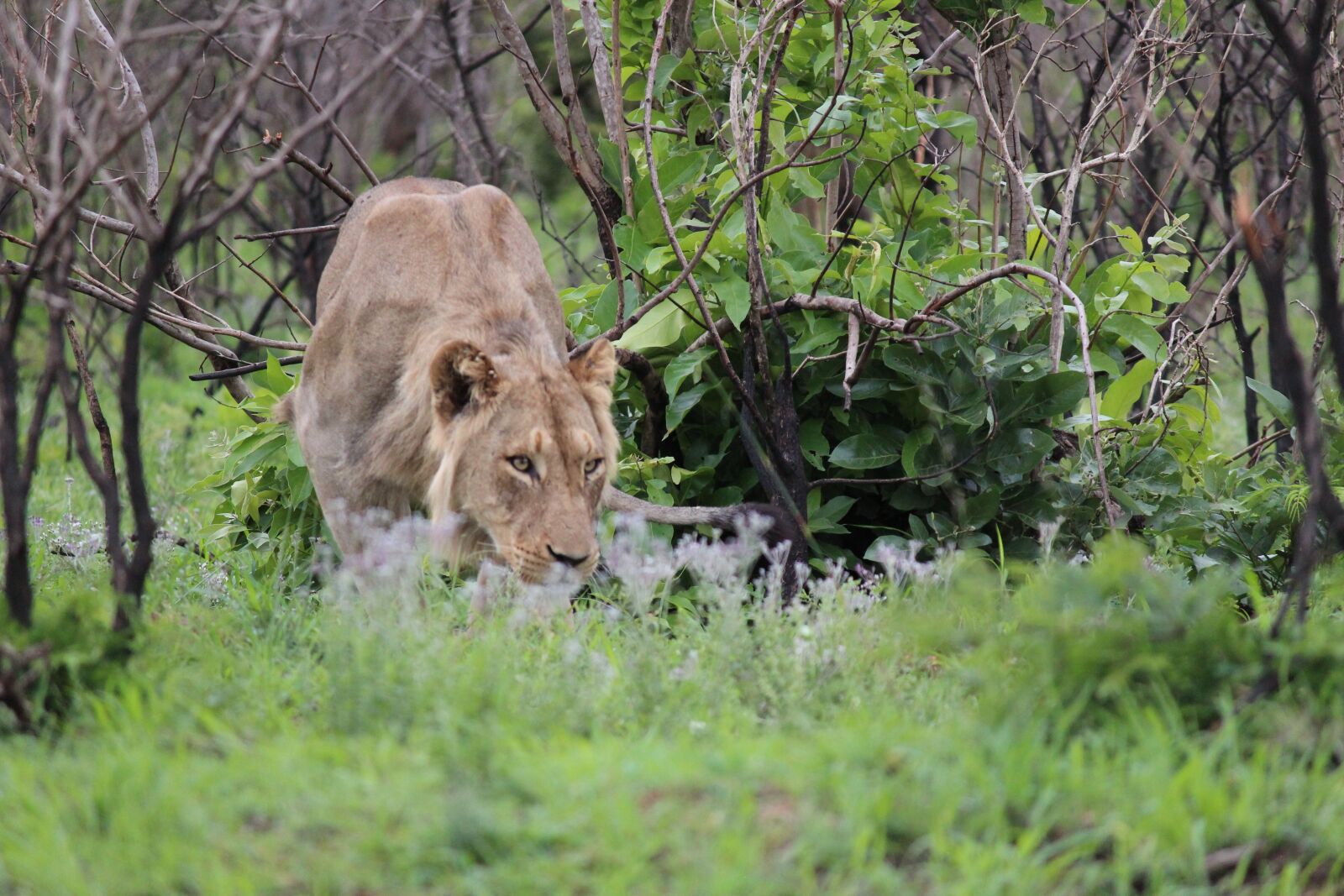 Canon EF-S 55-250mm F4-5.6 IS sample photo. Lion, africa, safari photography