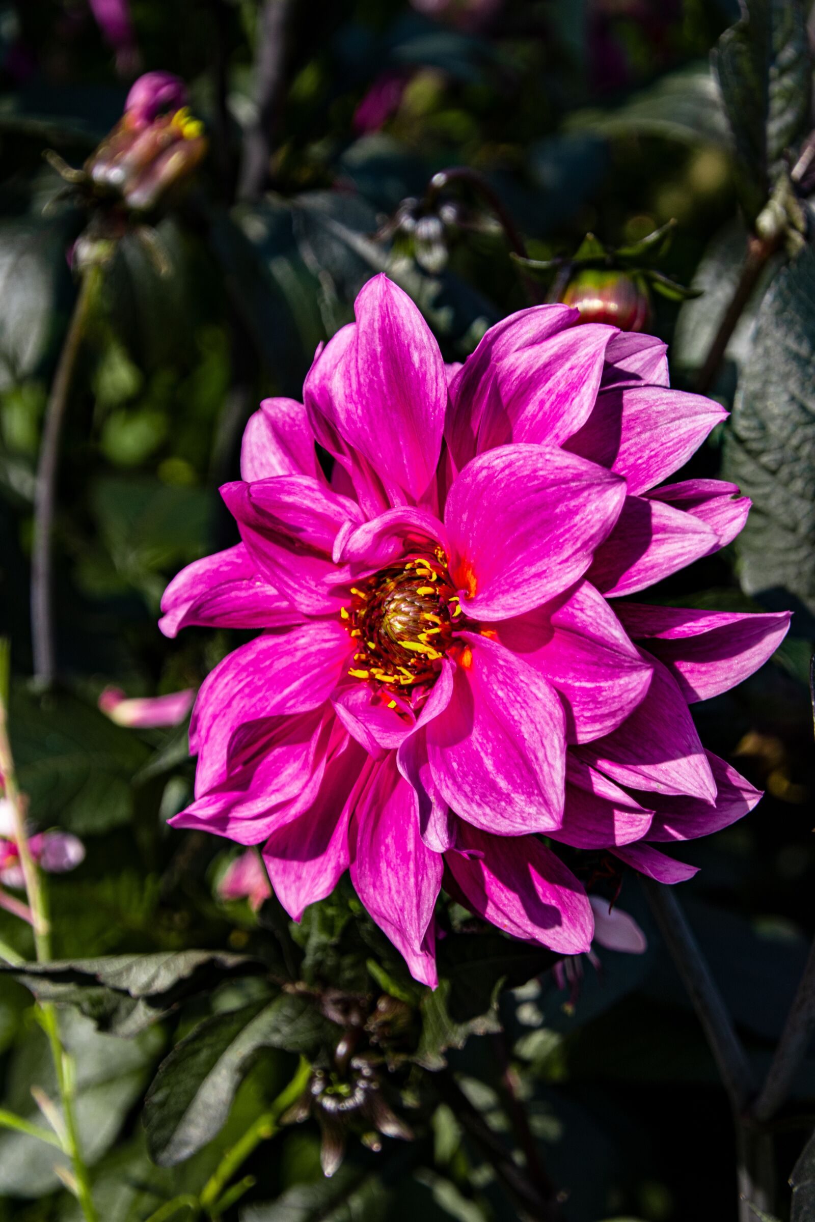 Canon EOS 750D (EOS Rebel T6i / EOS Kiss X8i) sample photo. Flower, dahlia, pink photography