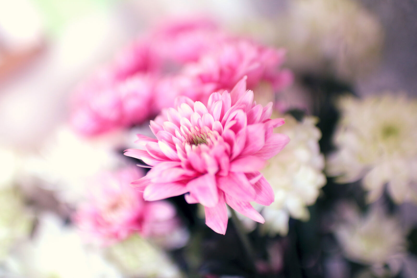 Canon EOS 70D + Sigma 30mm F1.4 EX DC HSM sample photo. Botany, flower, pink, spring photography