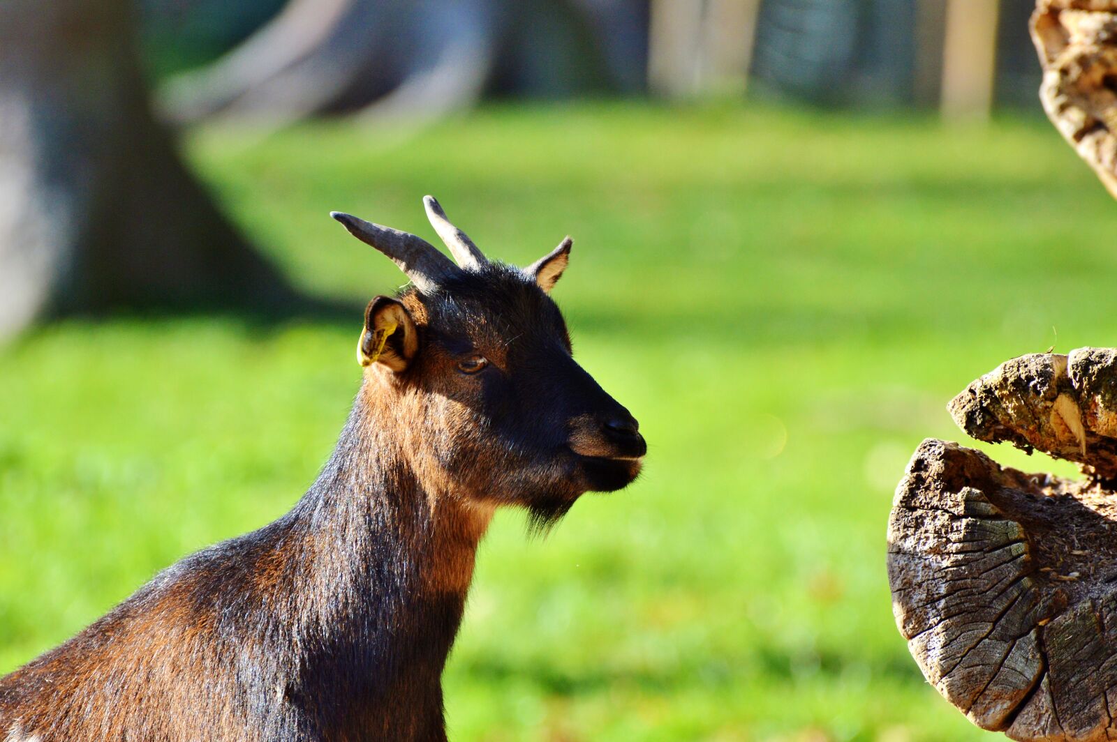 Nikon D3200 sample photo. Goat, livestock, billy goat photography