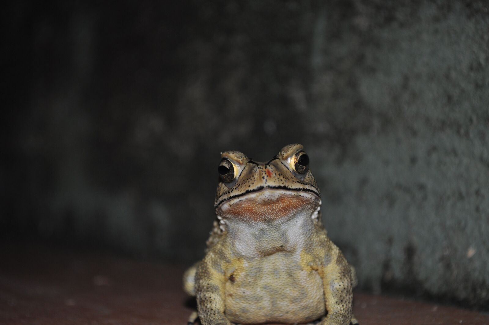 Nikon D5000 sample photo. Animal, frog, amphibian photography