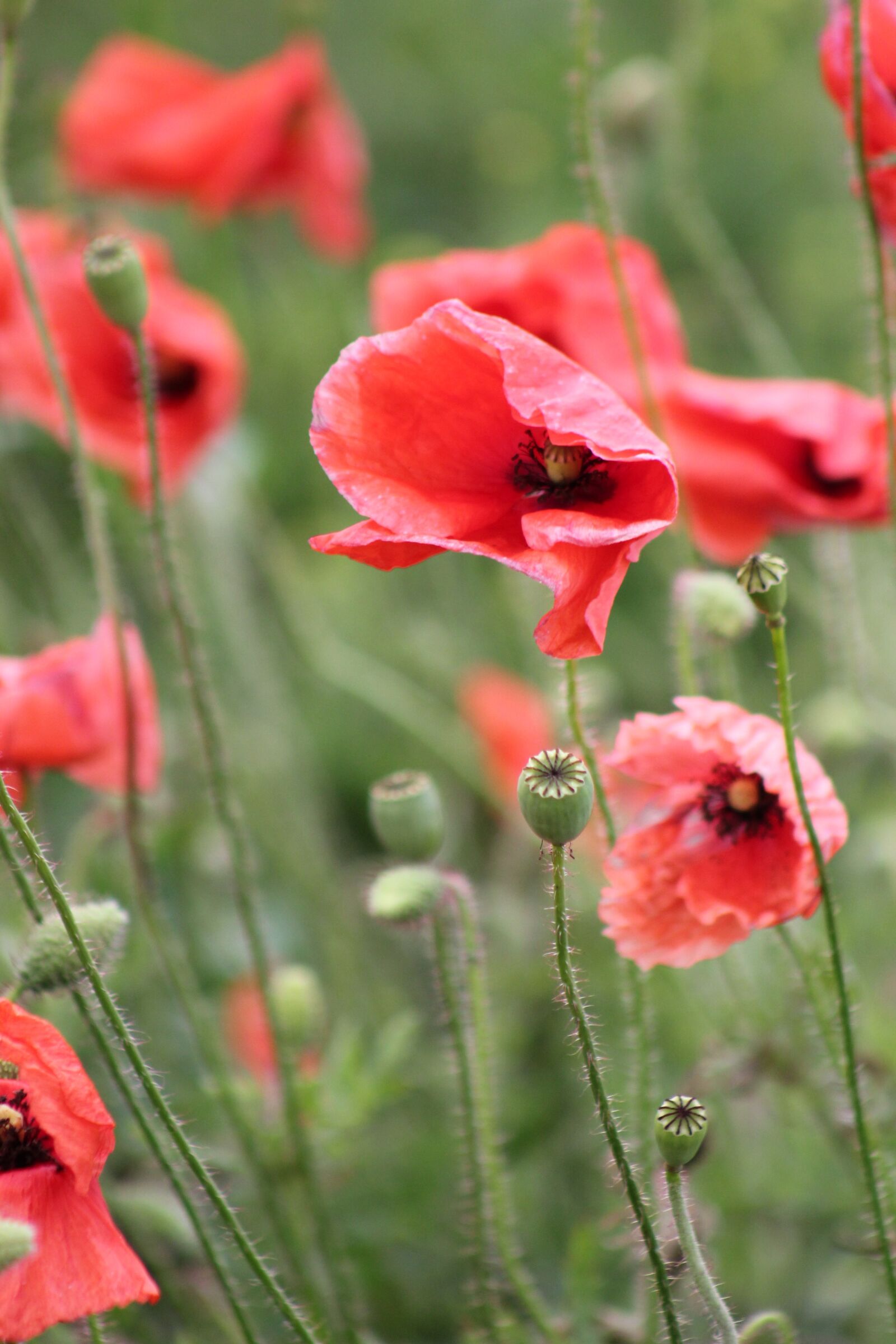 Canon EOS 550D (EOS Rebel T2i / EOS Kiss X4) sample photo. Poppy, klatschmohn, flower photography