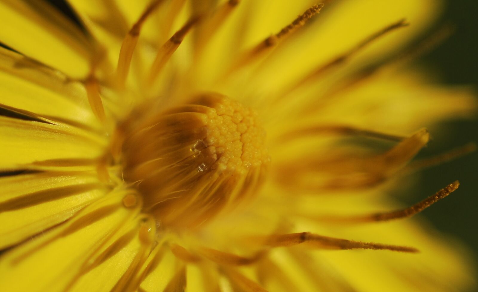 Nikon D2X sample photo. Nature, flower, plant photography