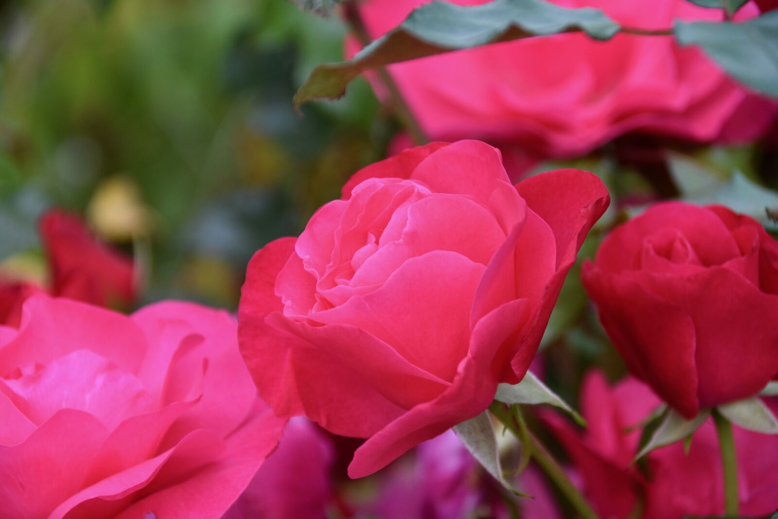 Nikon D5600 sample photo. Flower, pink, nature photography
