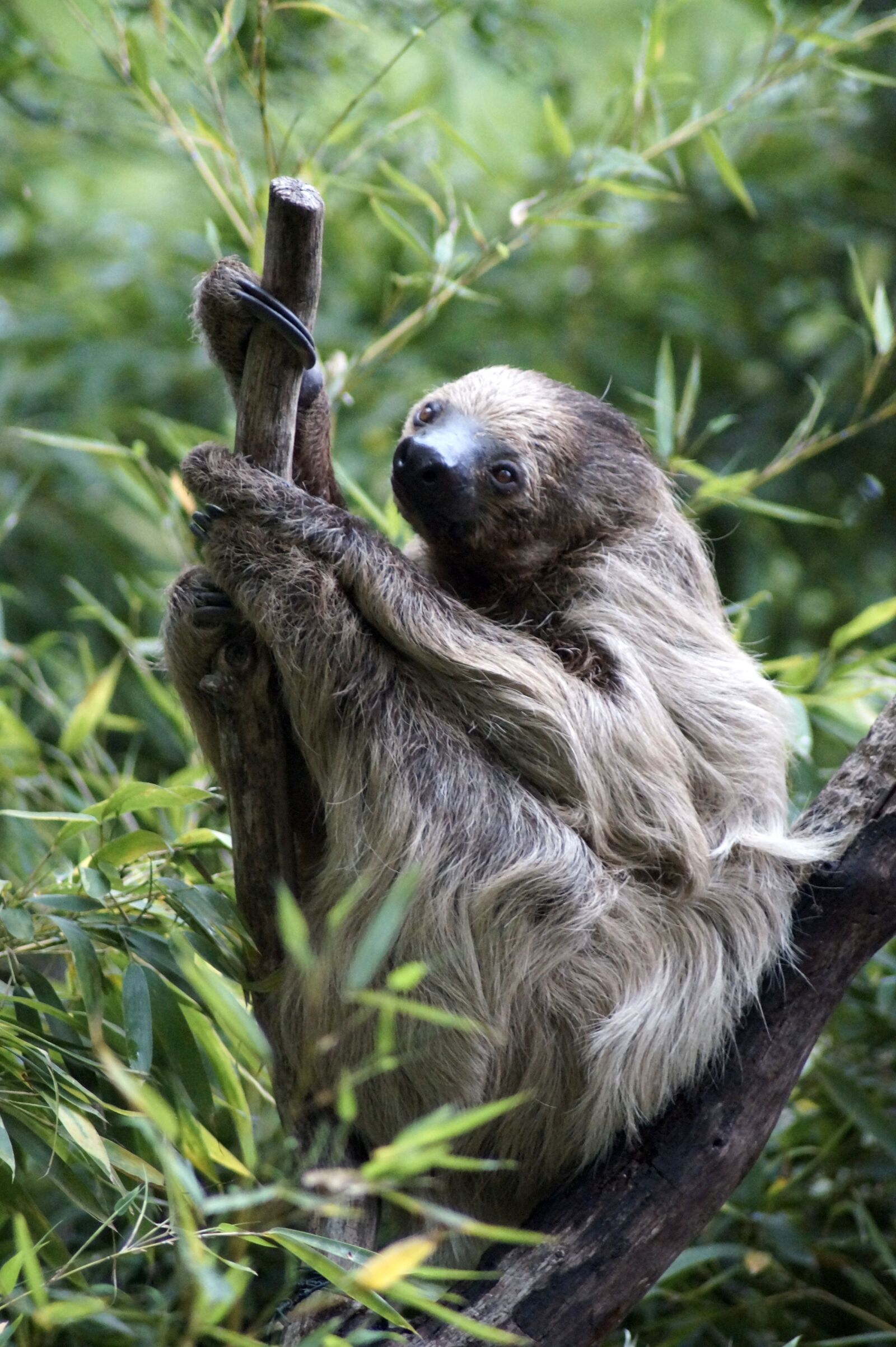 Sony SLT-A58 sample photo. Sloth, tree, animal photography