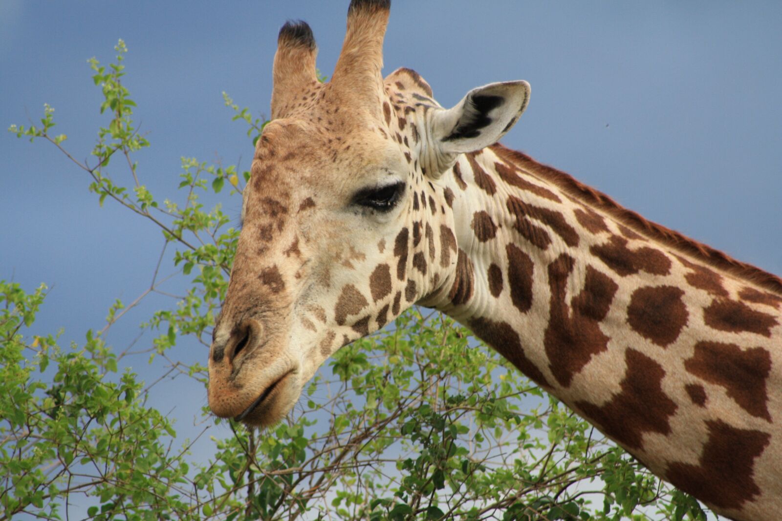 Canon EOS 1000D (EOS Digital Rebel XS / EOS Kiss F) sample photo. Giraffe, africa, safari photography