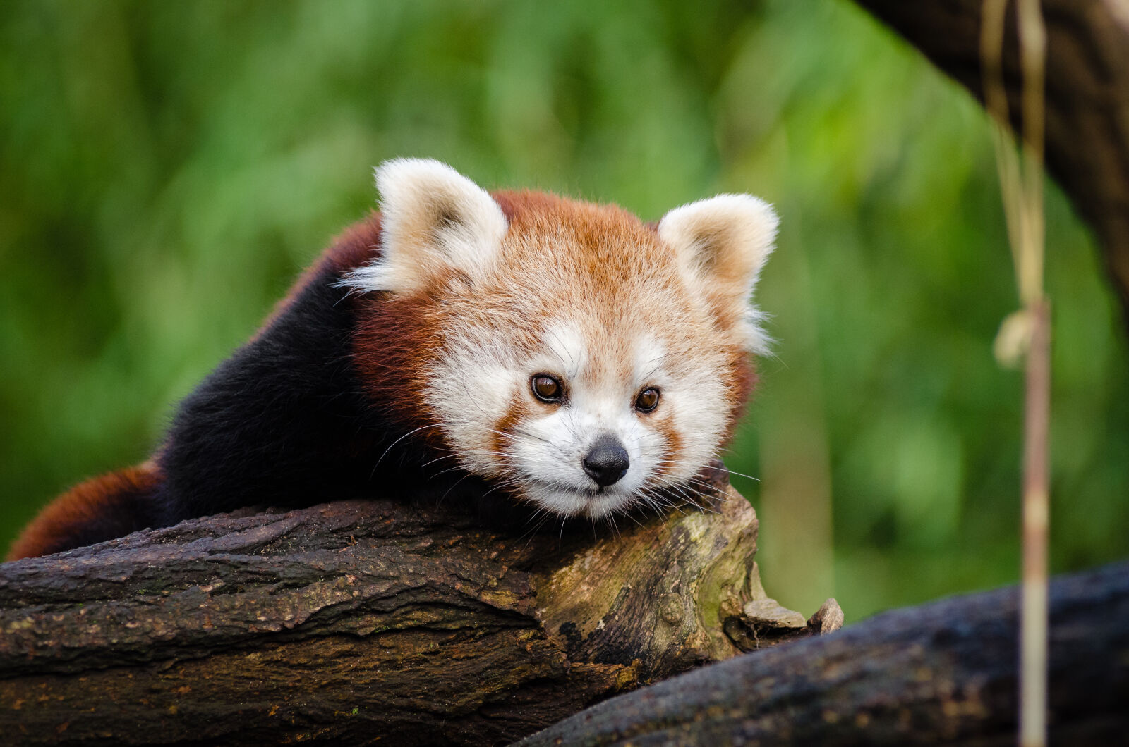 AF Zoom-Nikkor 80-200mm f/2.8 ED sample photo
