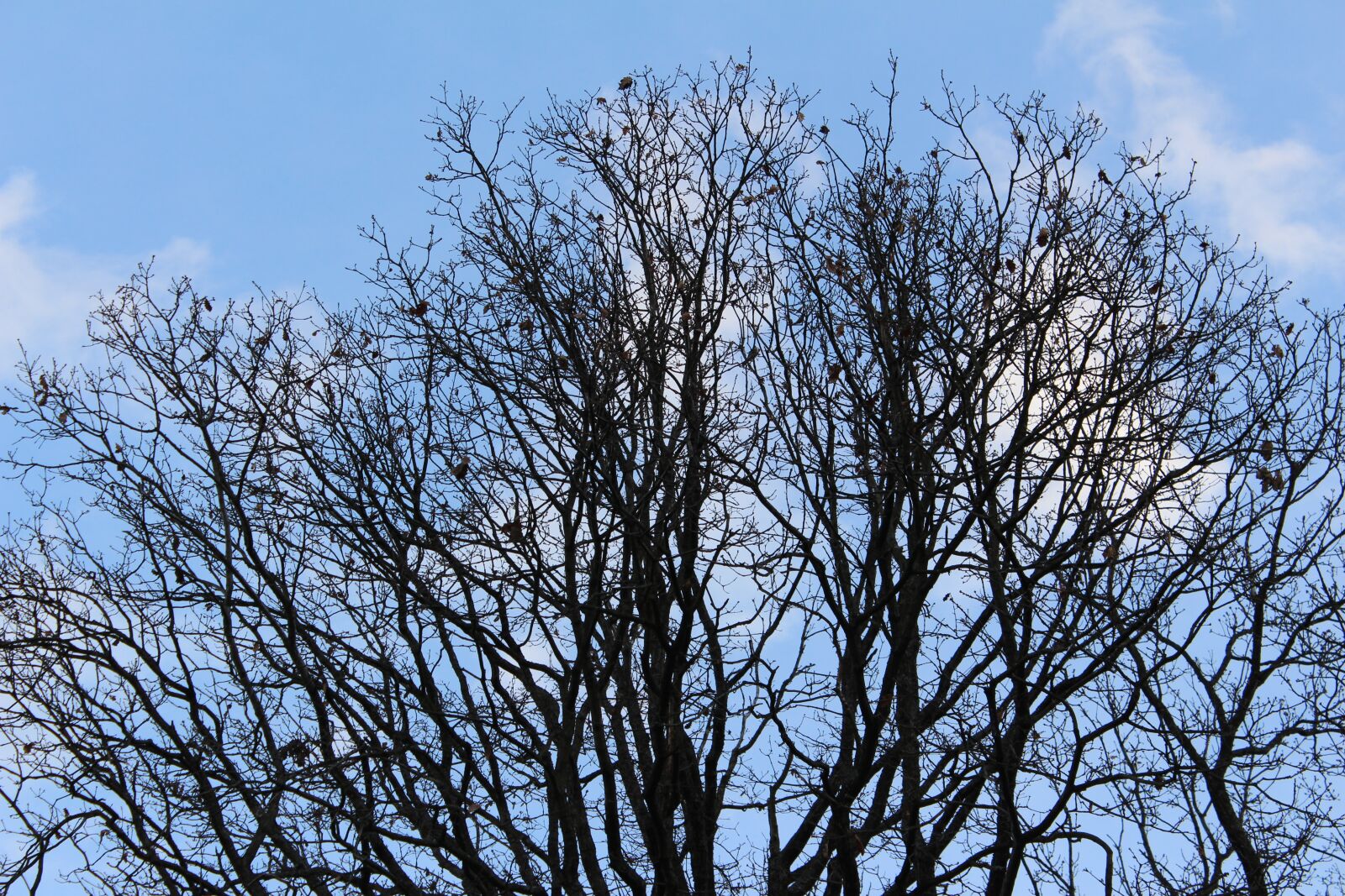 Canon EOS 650D (EOS Rebel T4i / EOS Kiss X6i) sample photo. Fall foliage, mood, nature photography