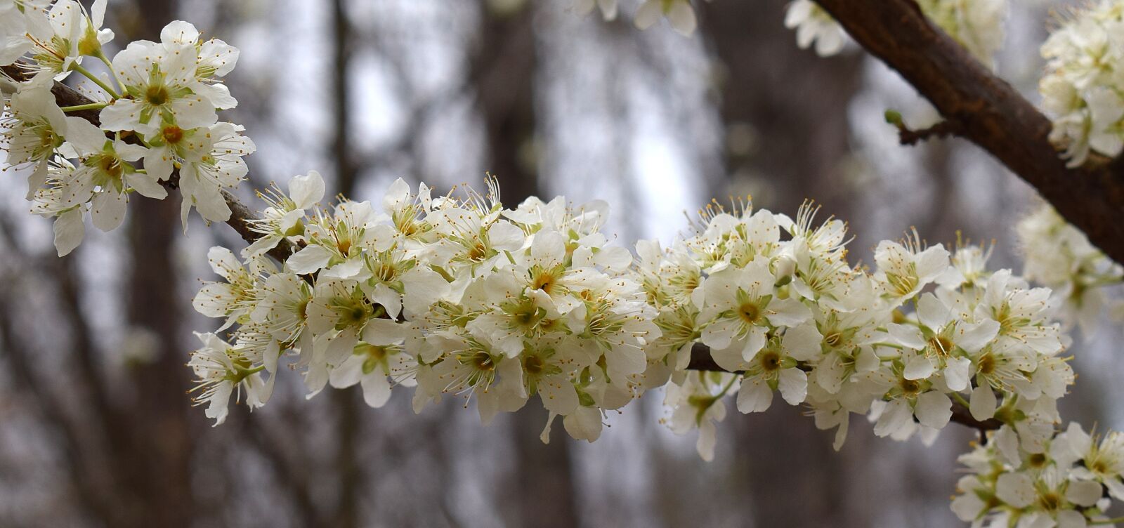 Nikon D3300 sample photo. Blossoms-lined branch, cherry tree photography