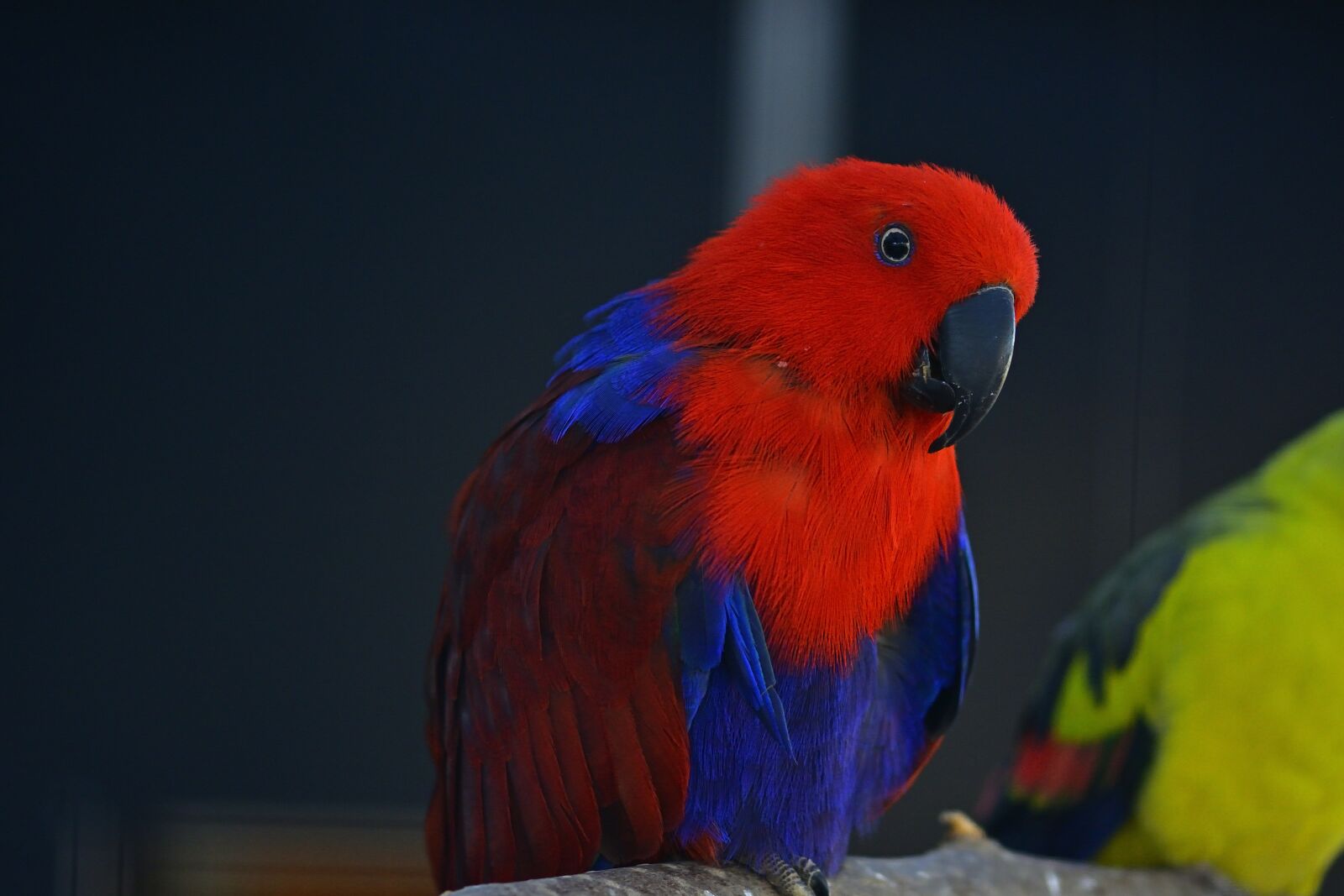 Nikon D5200 sample photo. Animal world, parrot, bird photography