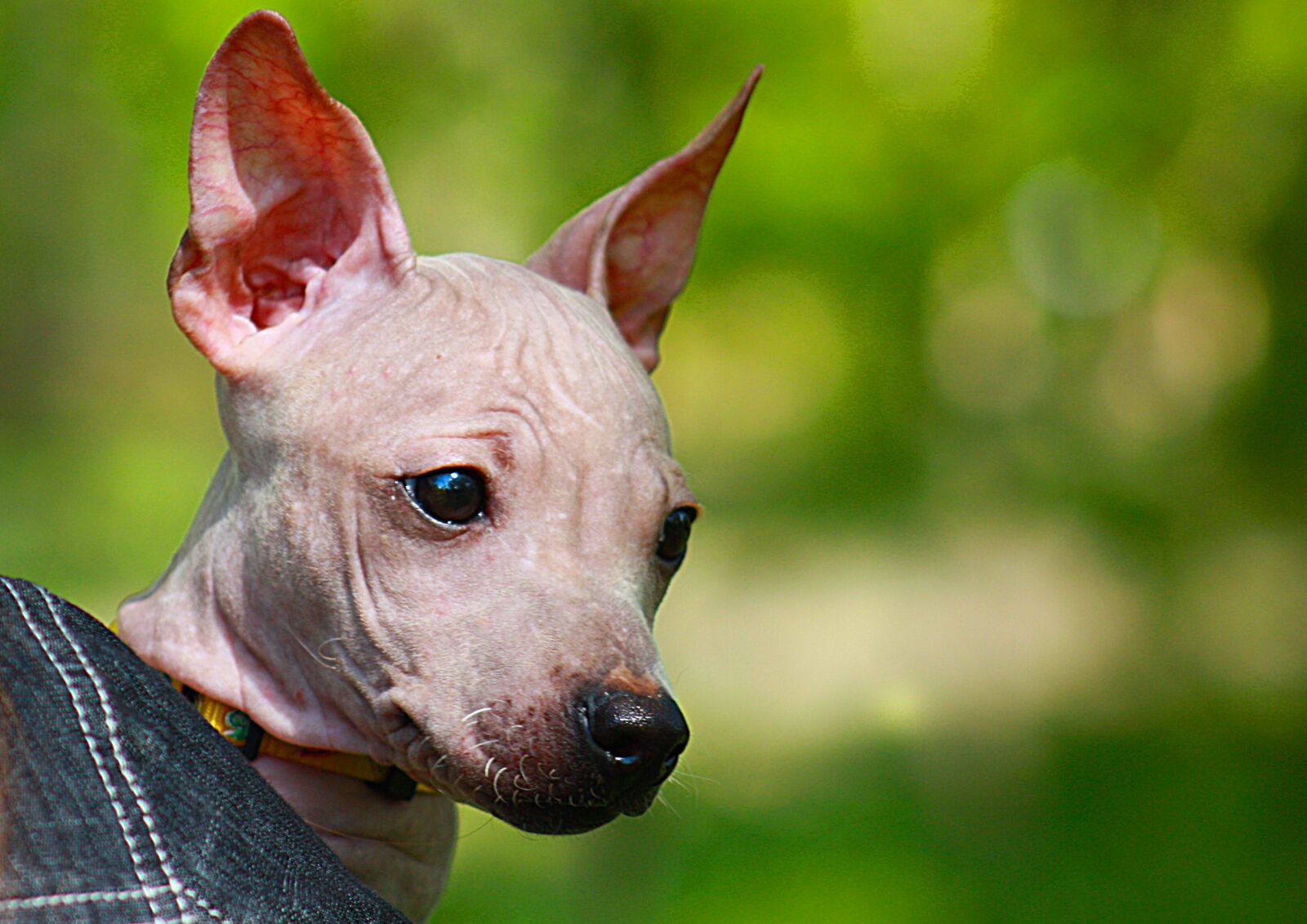 Canon EOS 450D (EOS Rebel XSi / EOS Kiss X2) sample photo. Dog, ears, nose photography