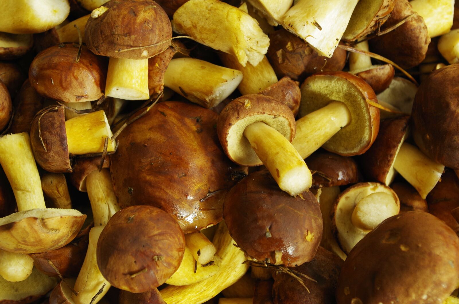 Pentax K-50 sample photo. Mushrooms, chestnut boletus, forest photography